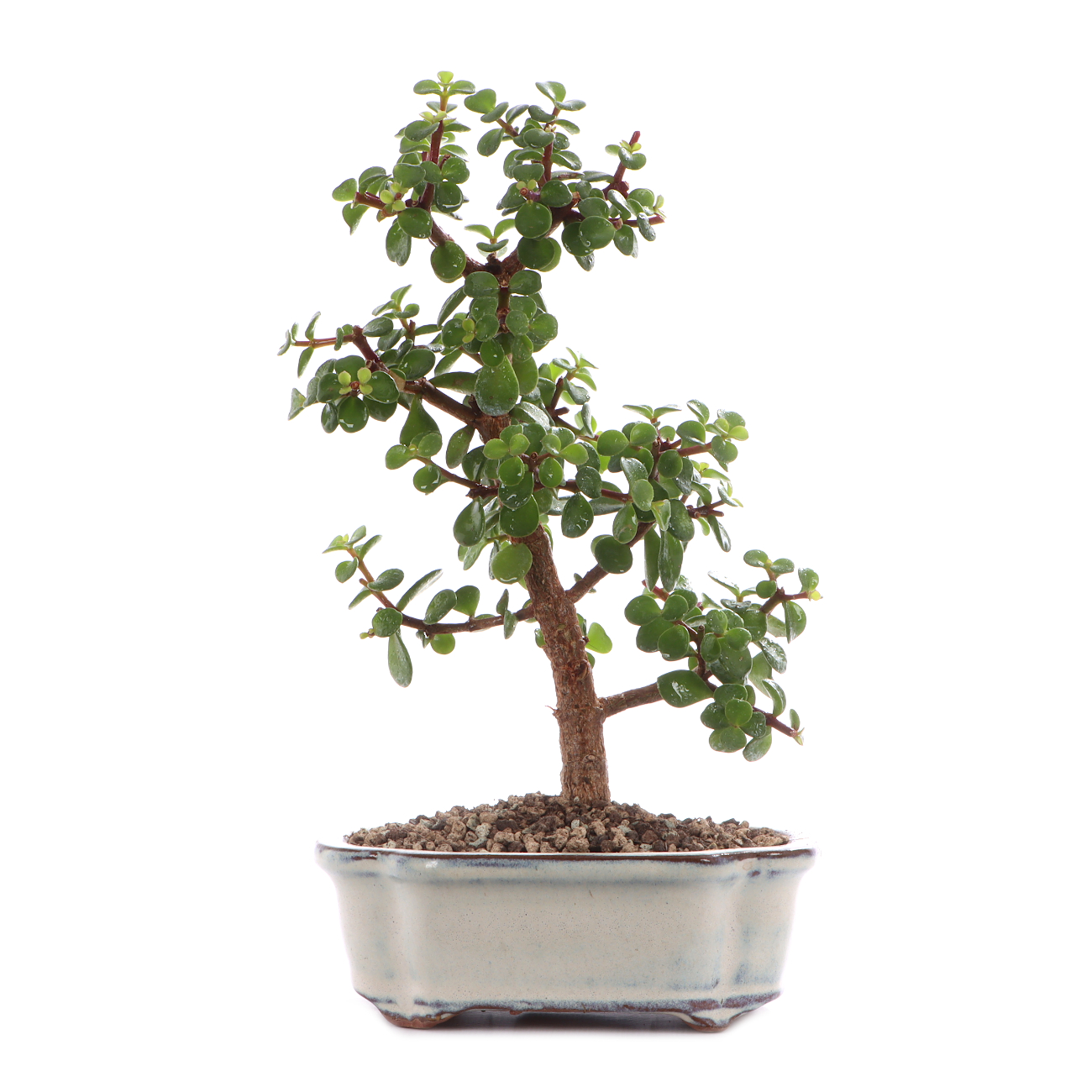 Portulacaria afra