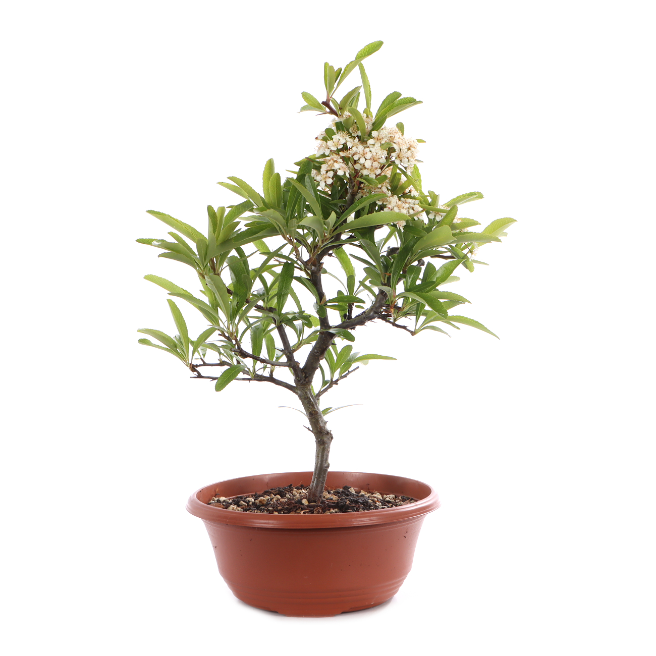 Pyracantha angustifolia