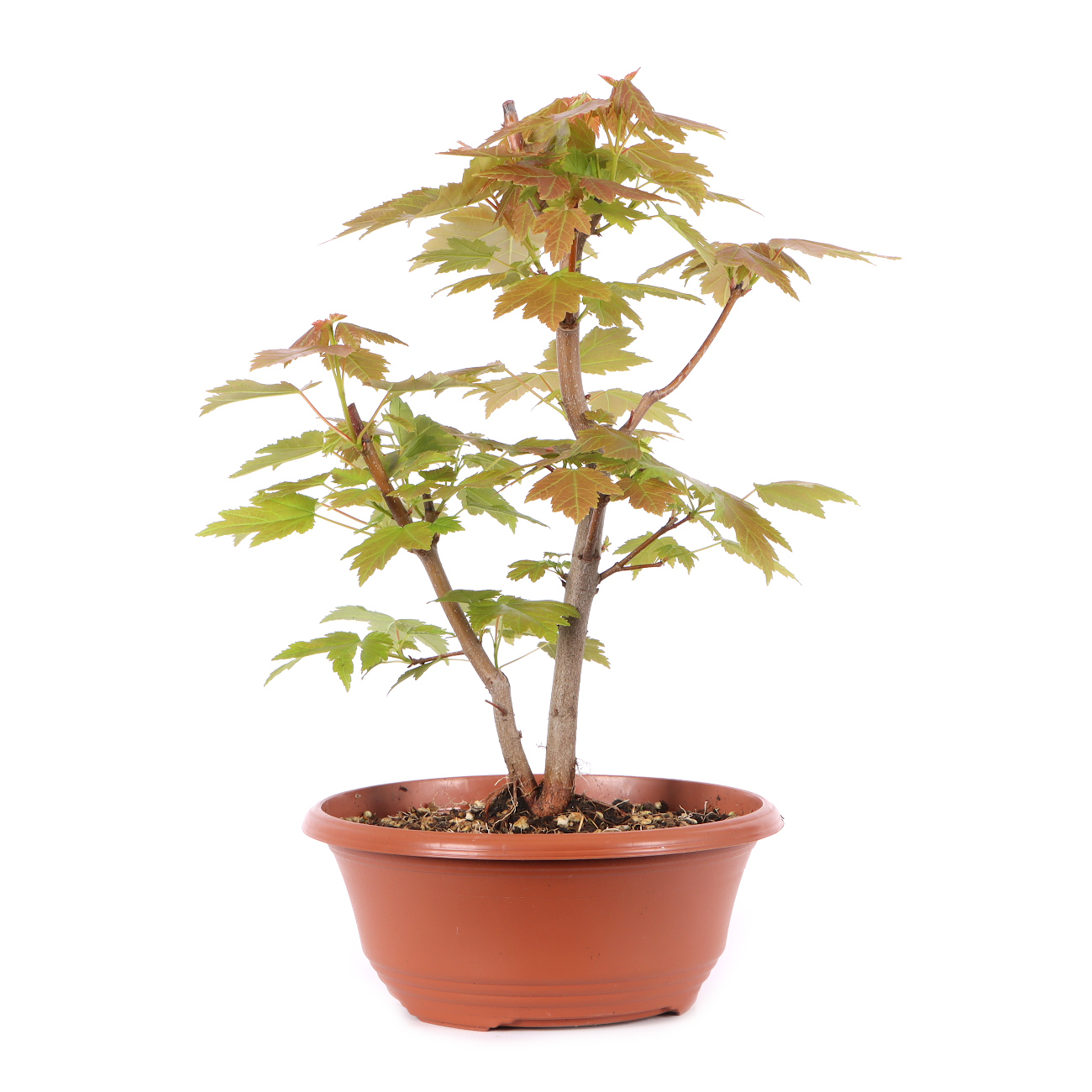 Acer rubrum 'October Glory'