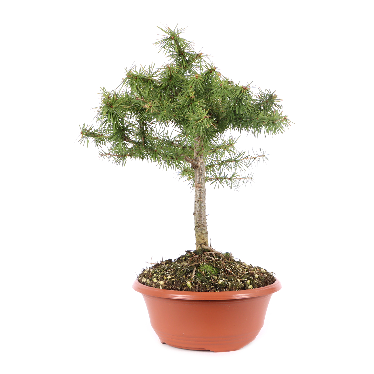 Larix decidua