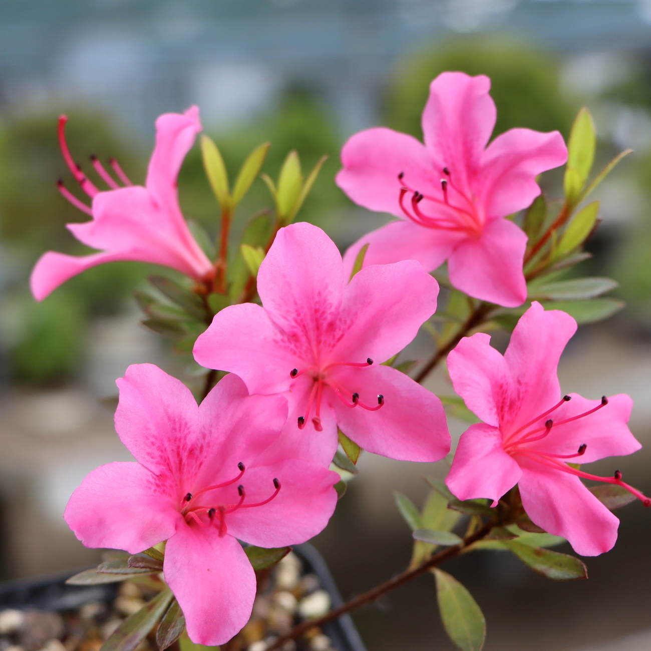 Rhododendron indicum 'Daiseiko'