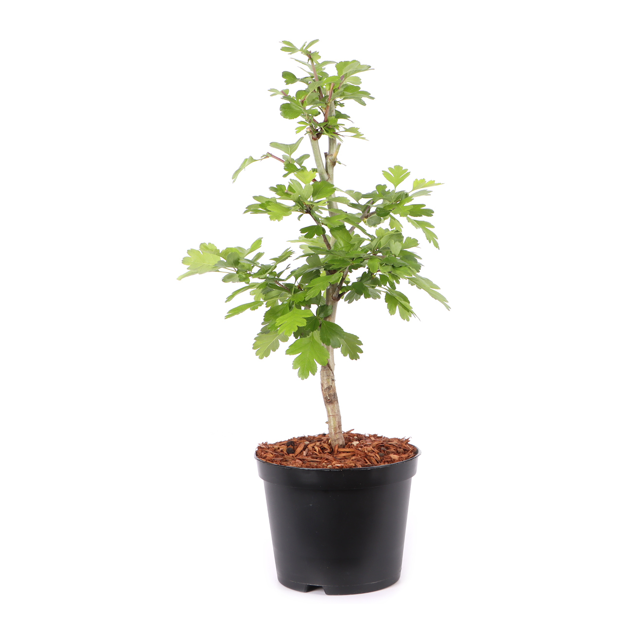 Crataegus laevigata 'Paul's Scarlet'