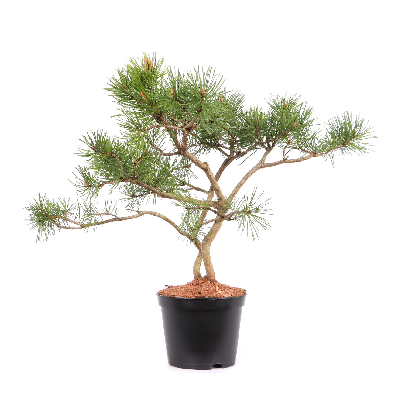 Pinus sylvestris 'Norske Typ'
