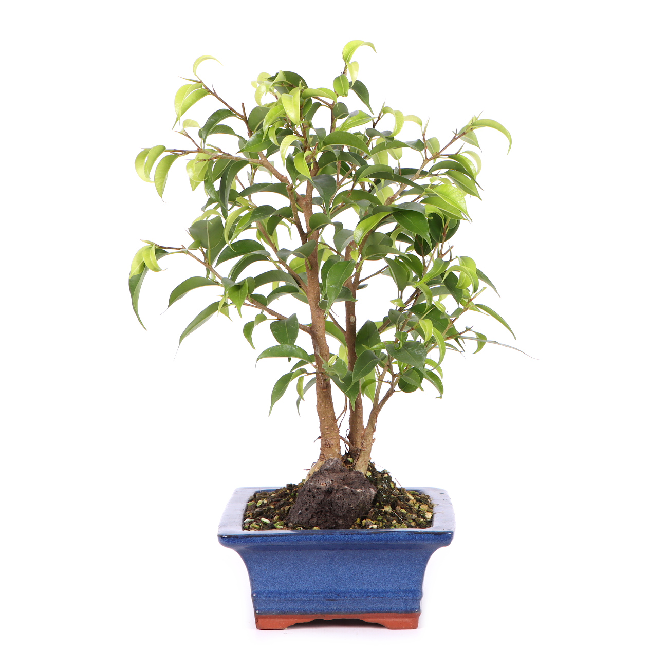 Seitenansicht rechts