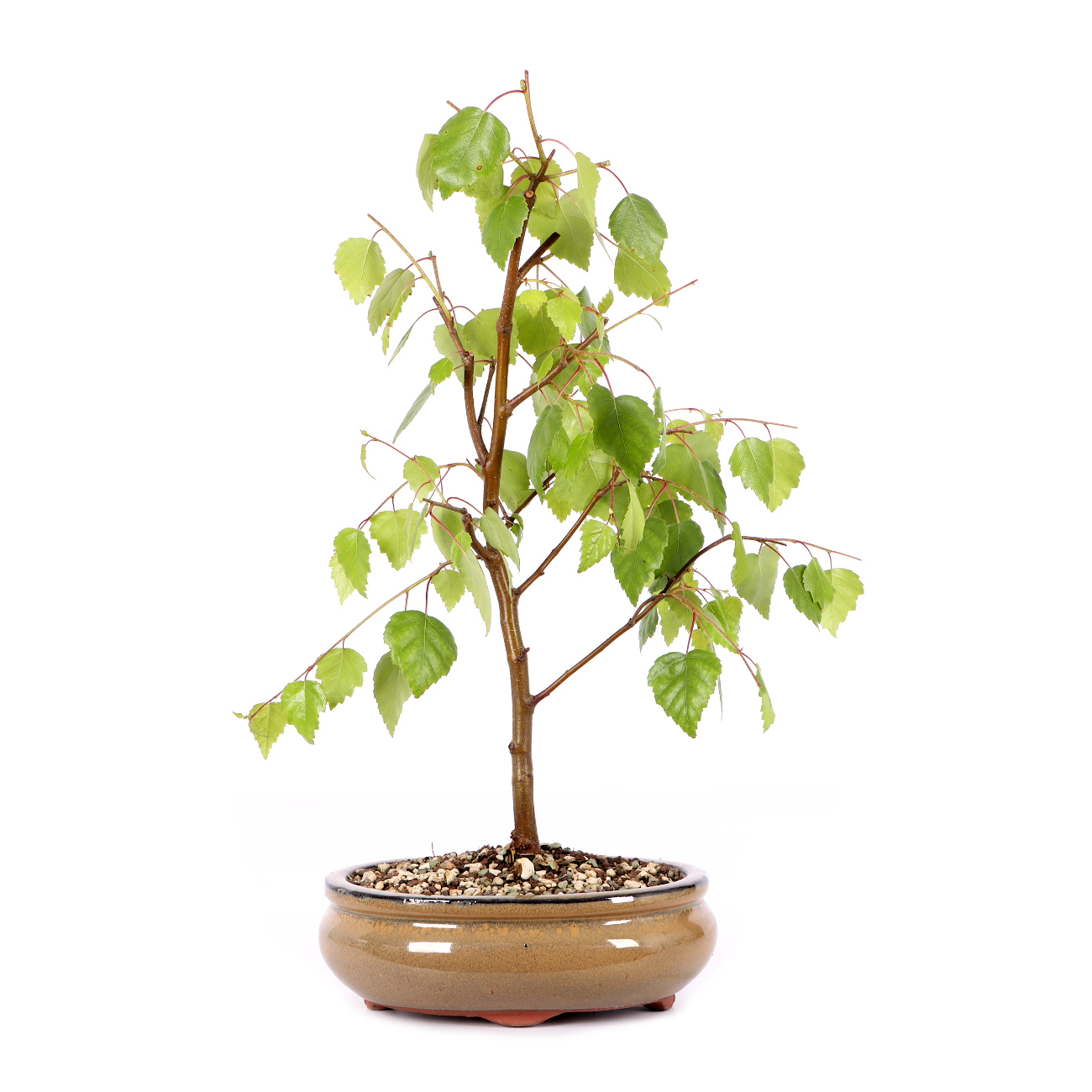 Betula pendula 'Youngii'
