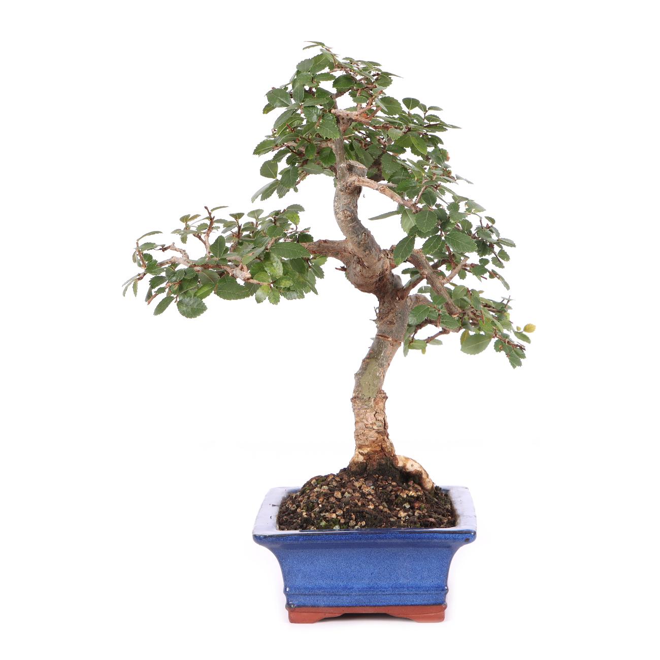 Ulmus parvifolia