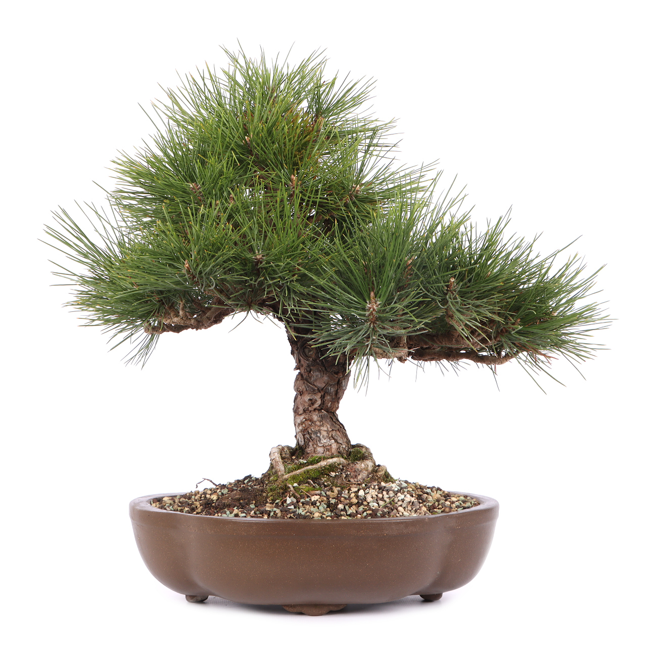 Pinus thunbergii