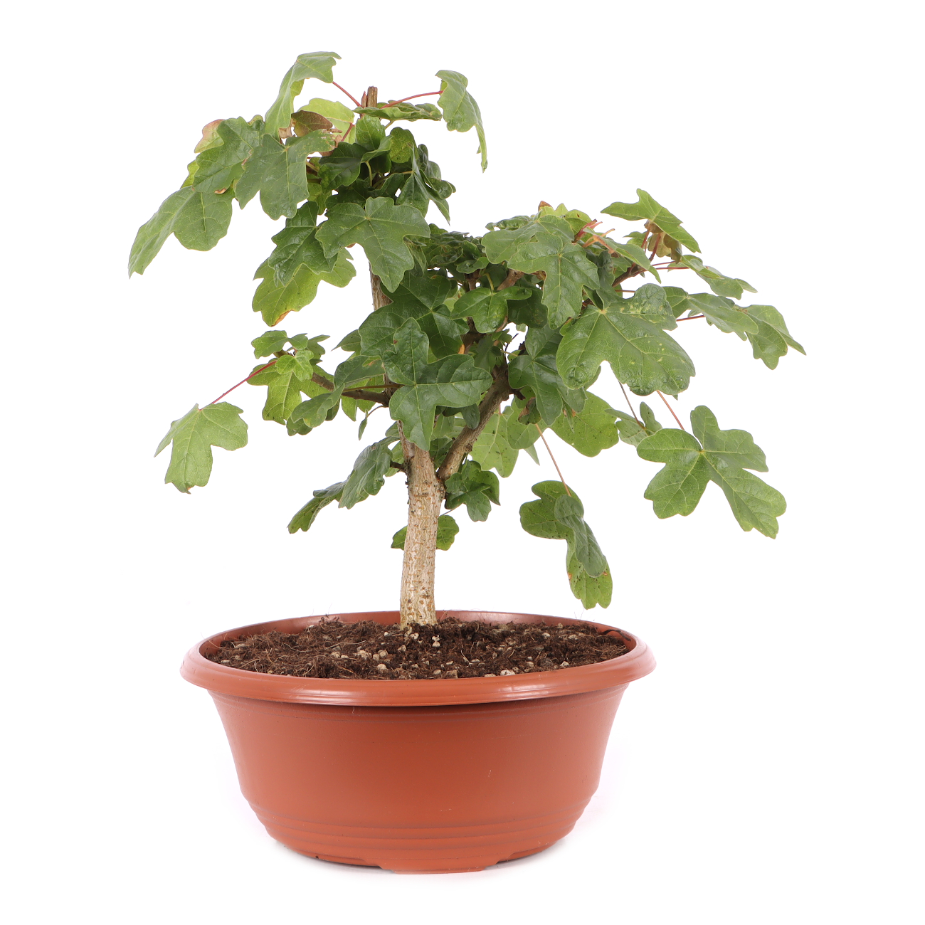 Acer campestre