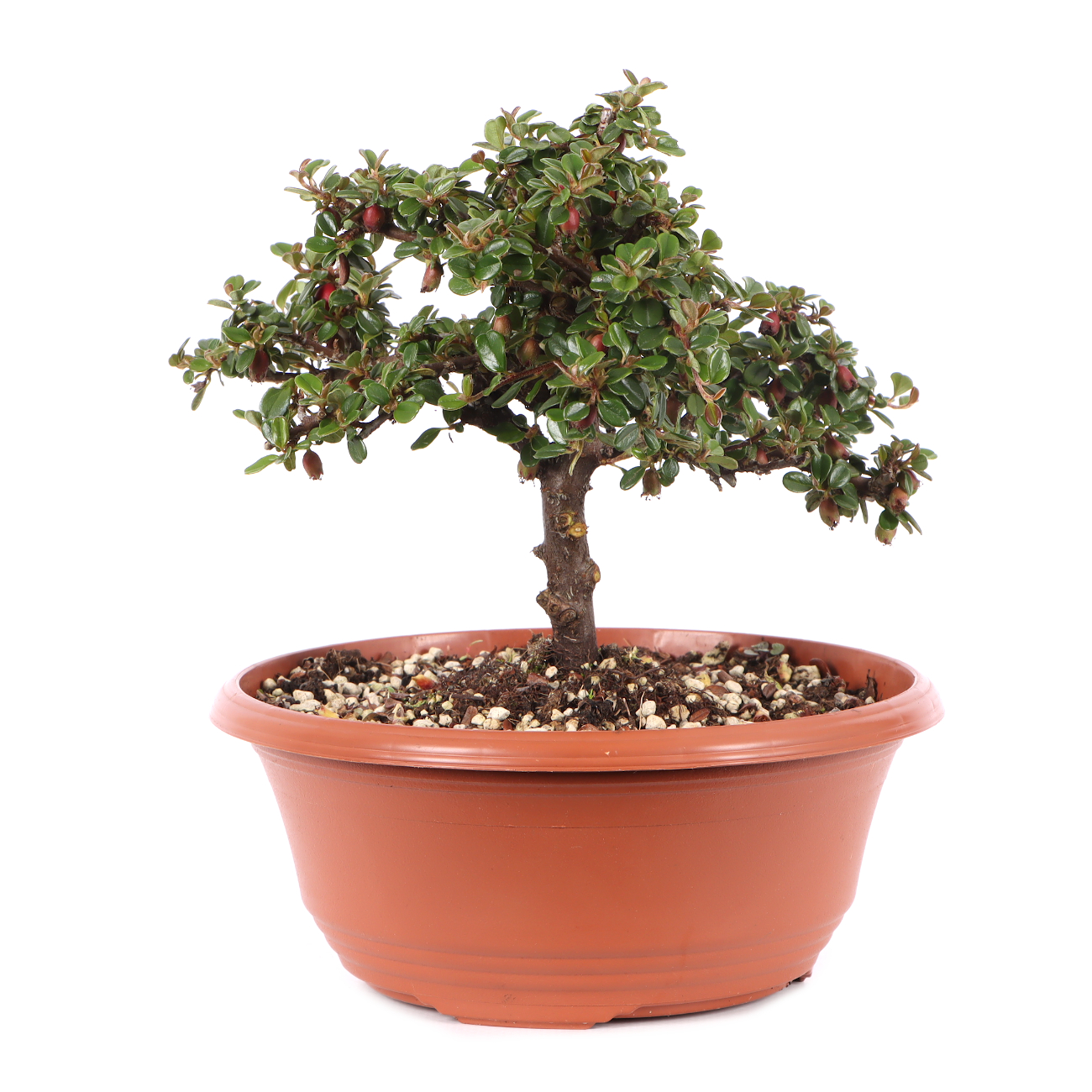 Cotoneaster microphyllus 'Cochleatus'