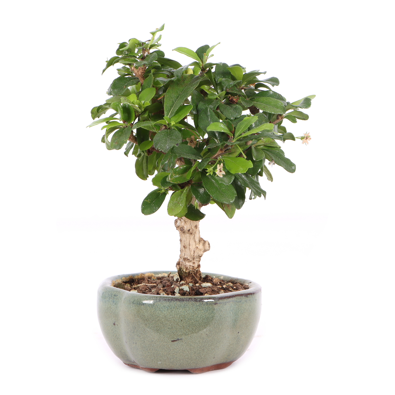 Carmona microphylla