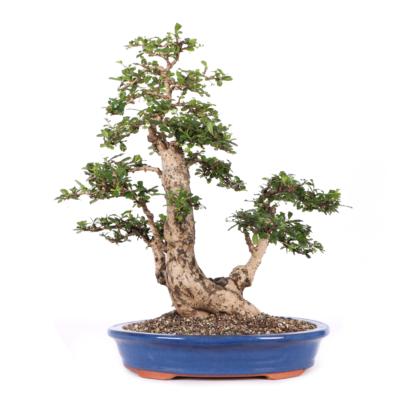 Carmona microphylla