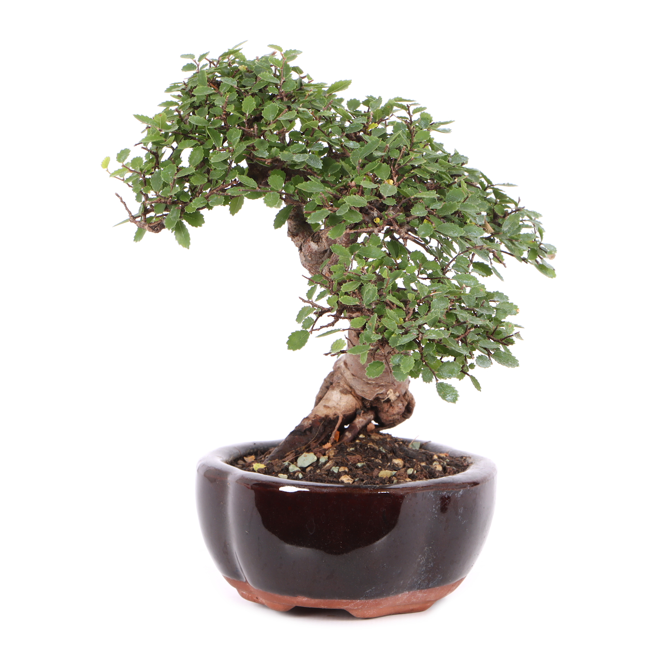 Ulmus parvifolia