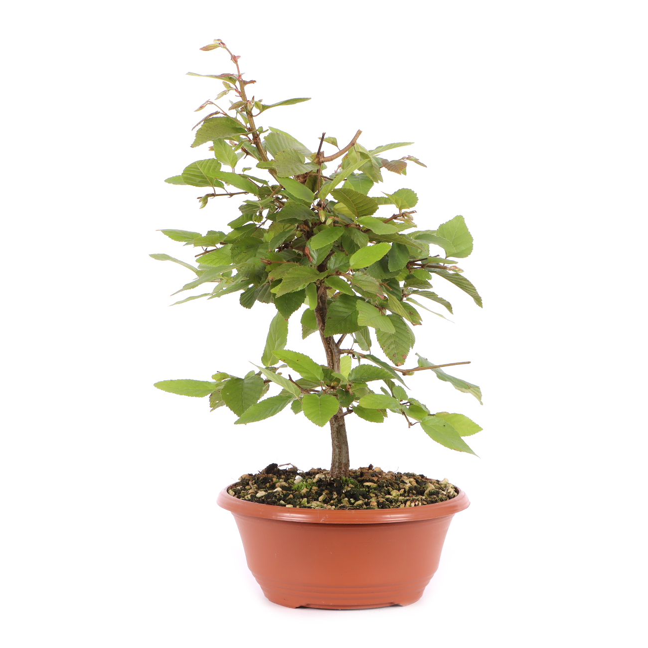 Carpinus turczaninowii