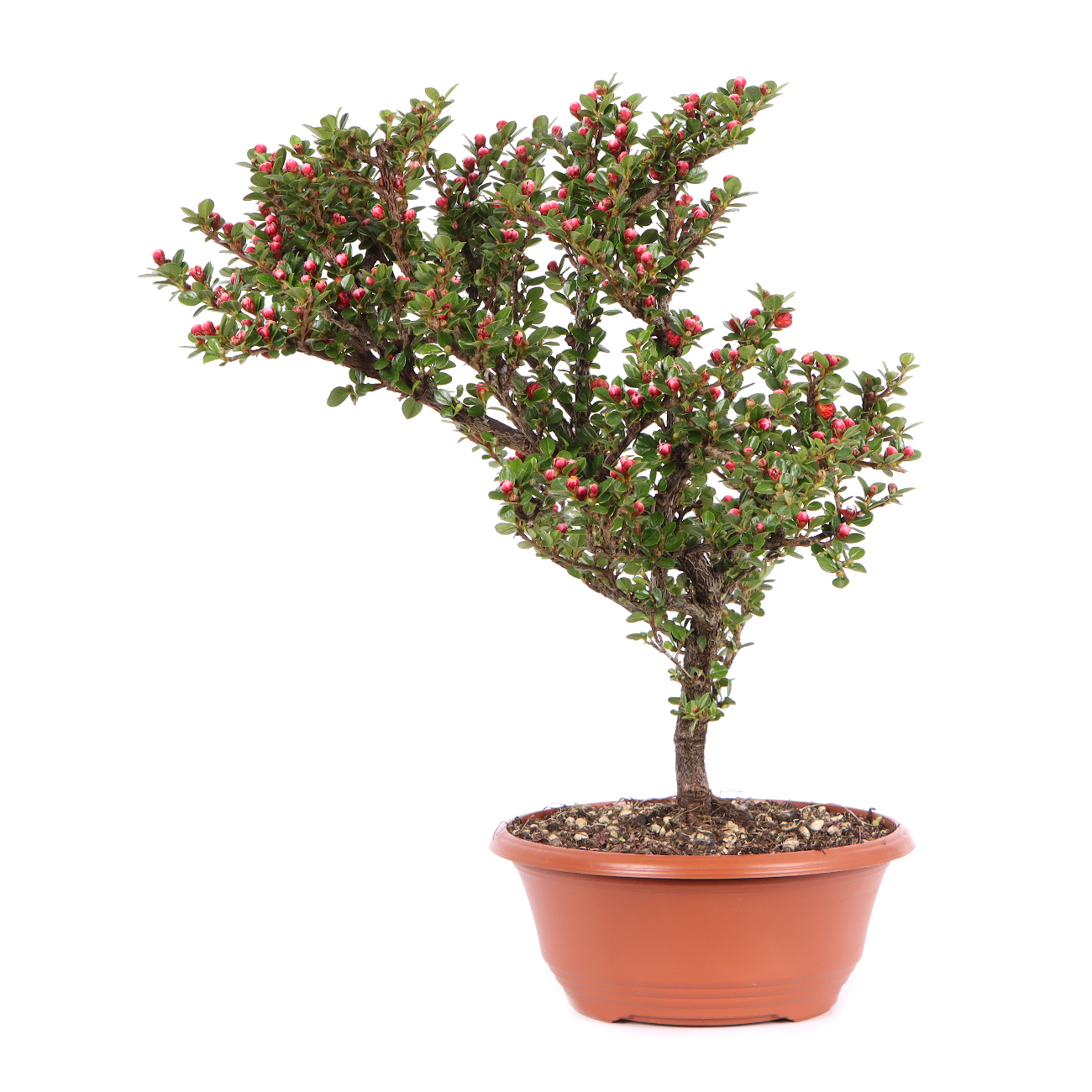 Seitenansicht rechts