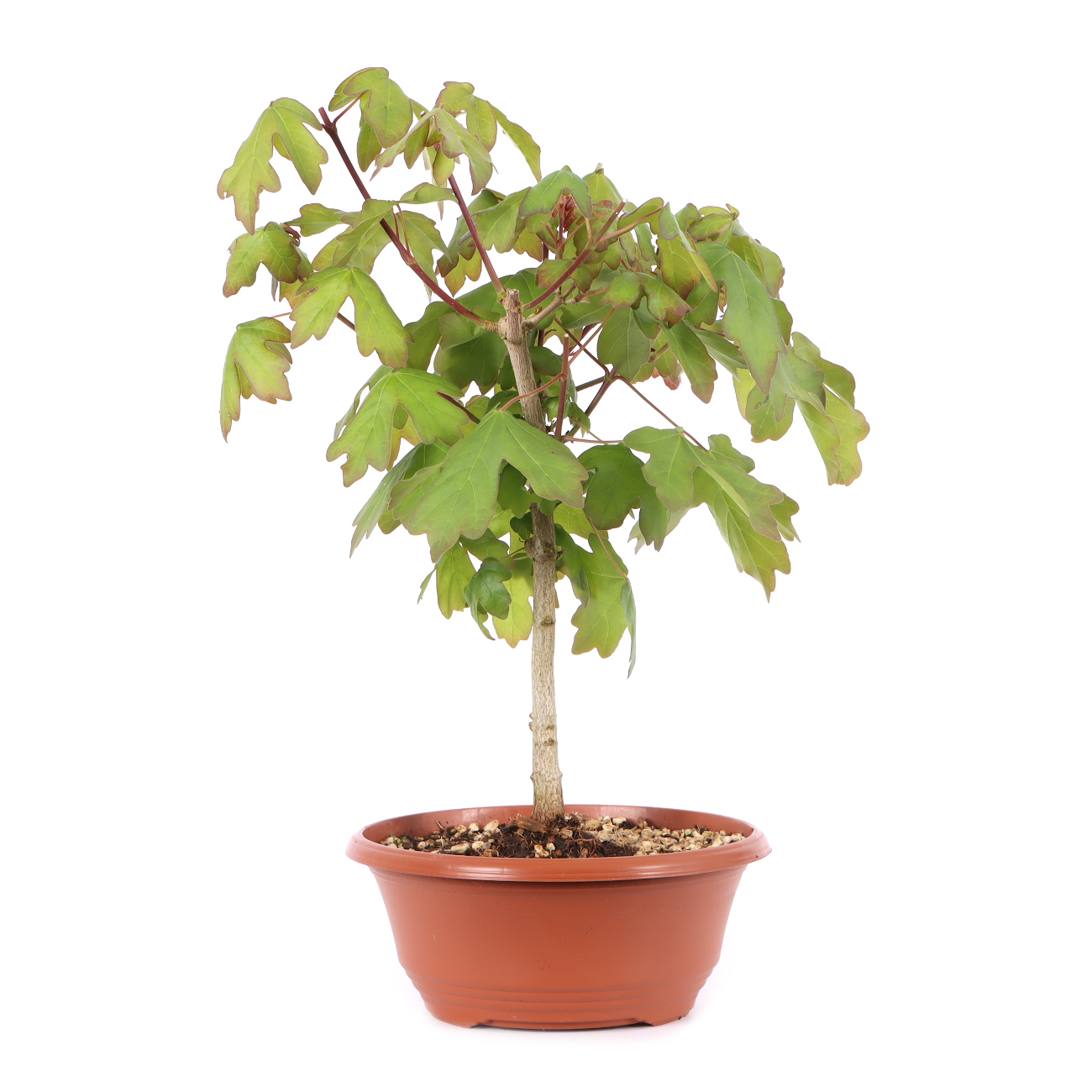 Acer campestre