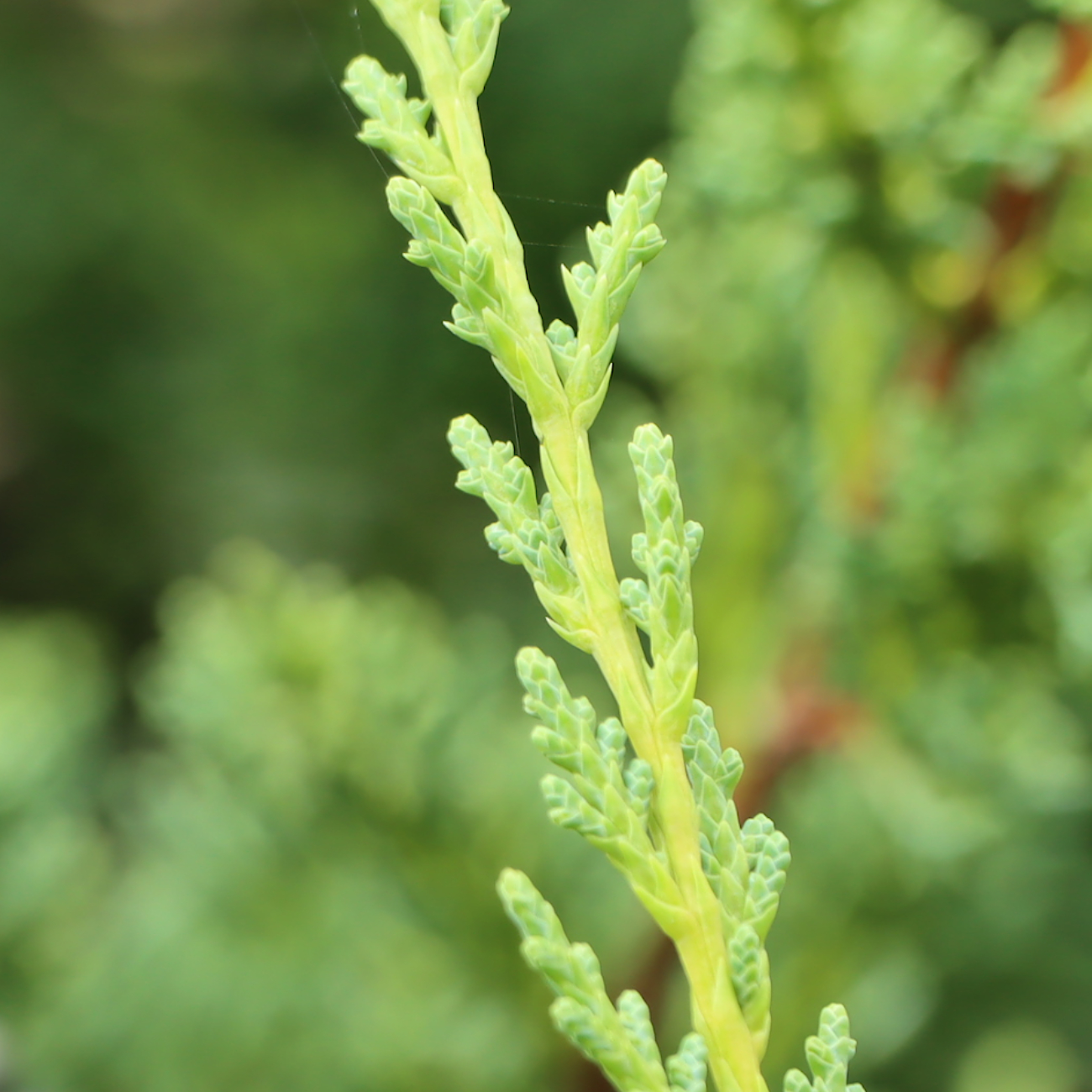 Juniperus chinensis 'Blaauw'