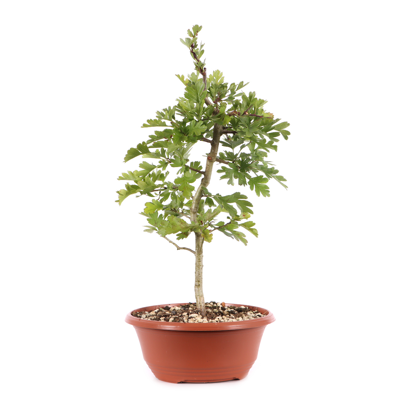 Crataegus monogyna