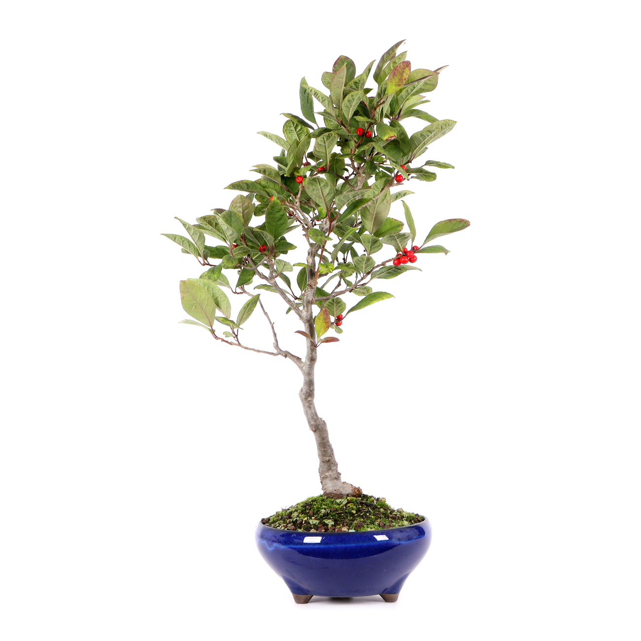 Ilex serrata