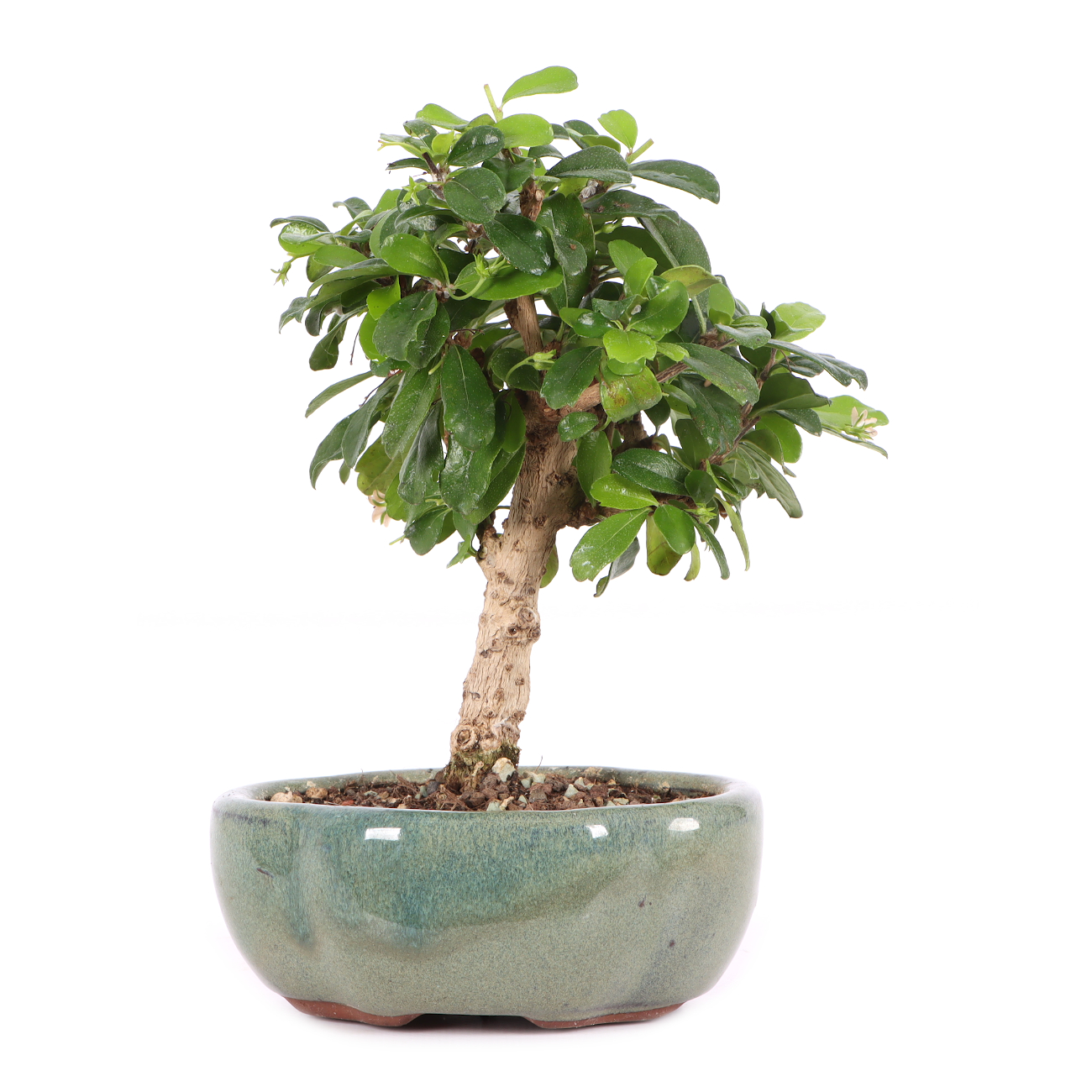Carmona microphylla