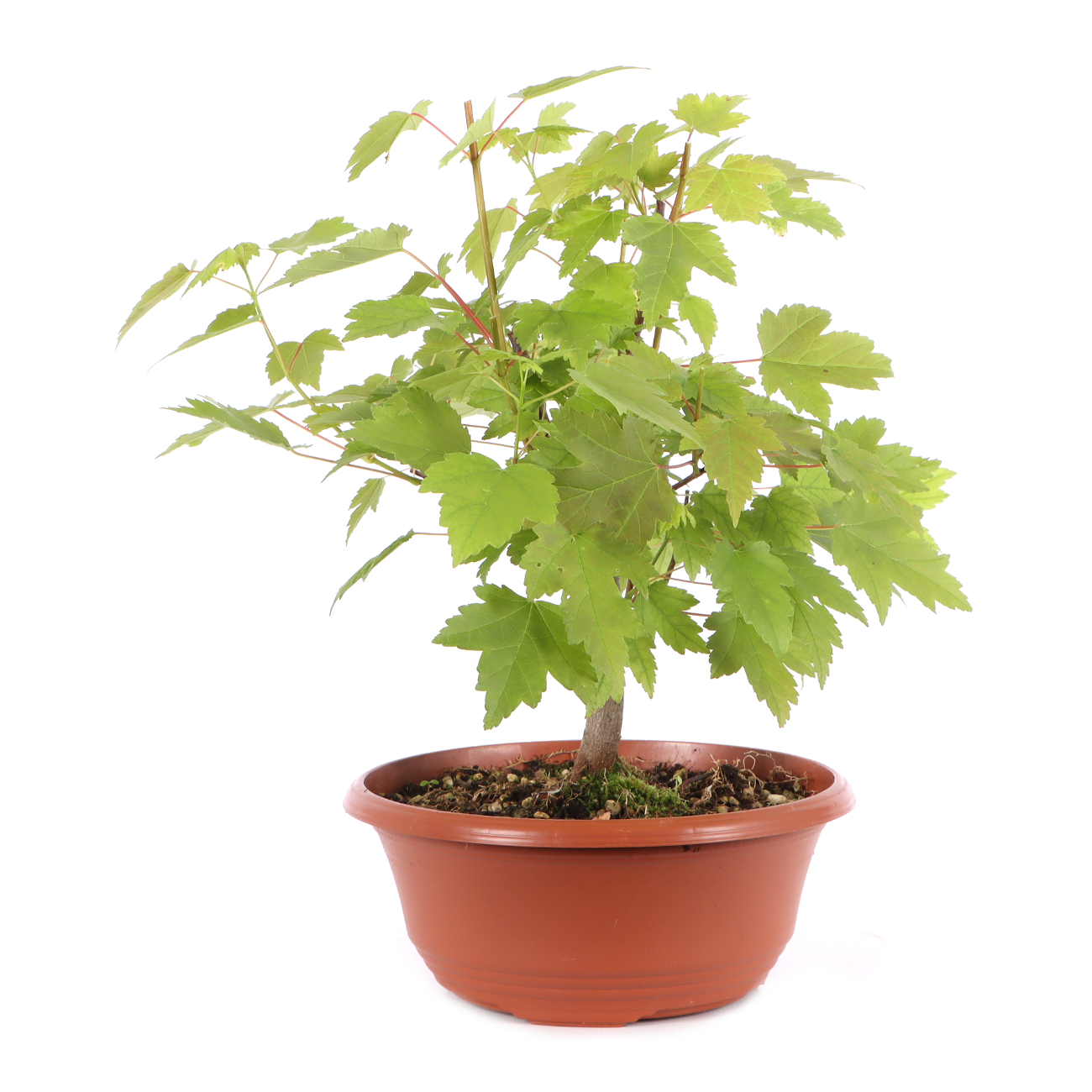 Acer rubrum 'October Glory'
