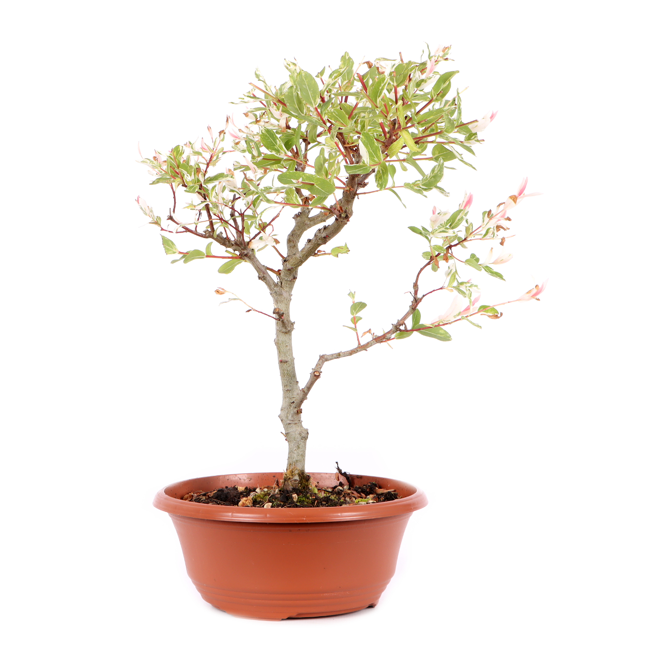 Salix integra 'Hakuro Nishiki'