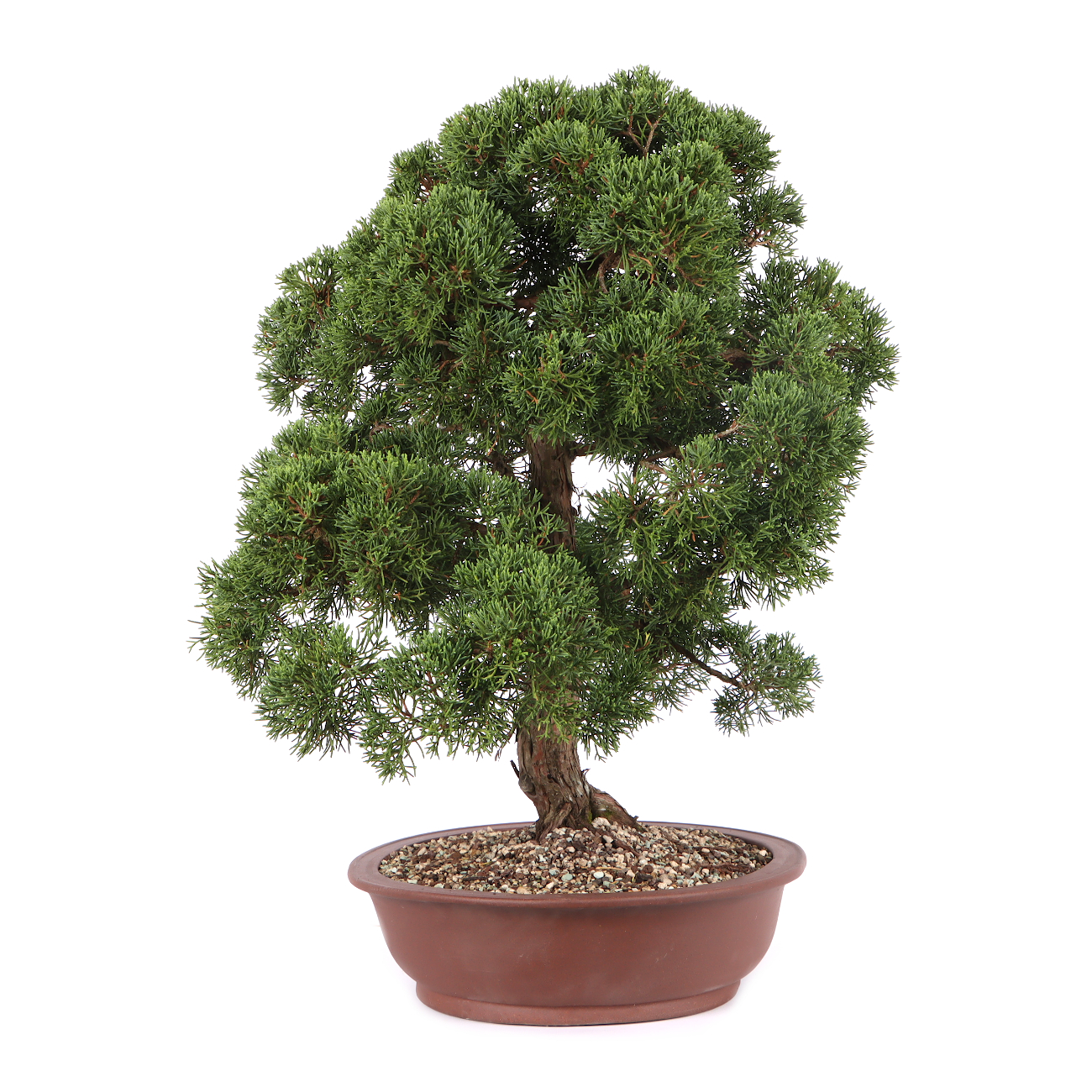 Juniperus chinensis