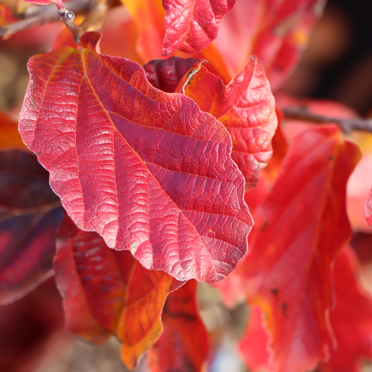 Parrotia persica 'Bella'