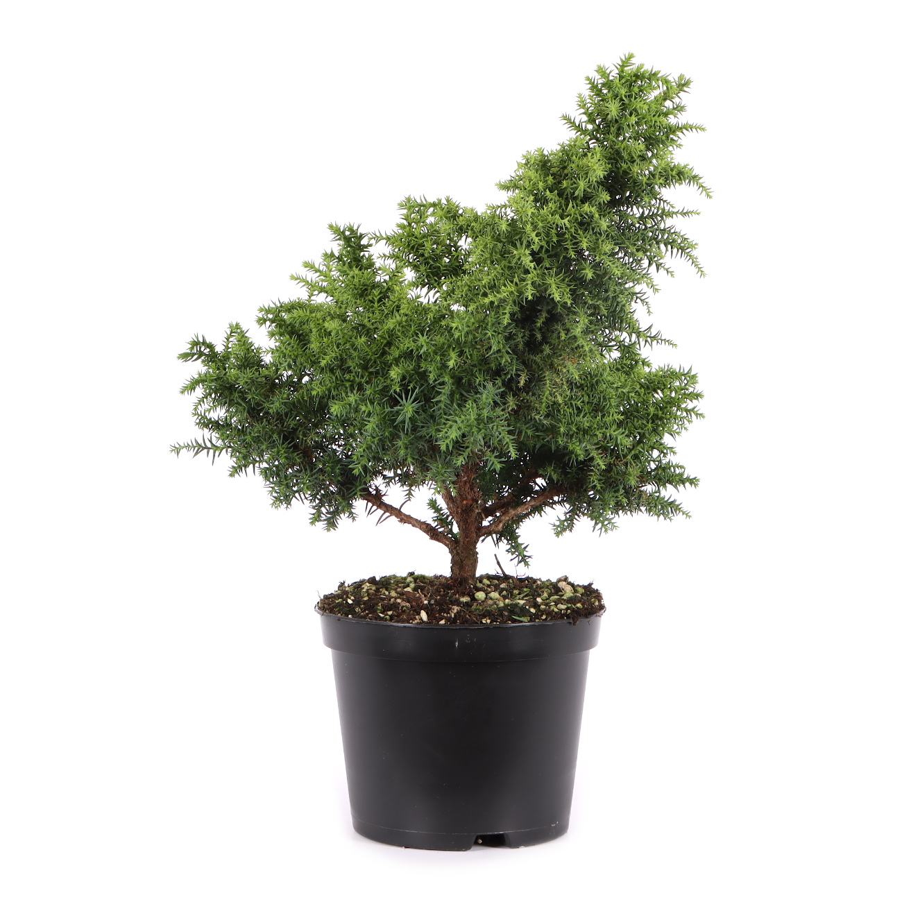 Cryptomeria japonica 'Yokohama'