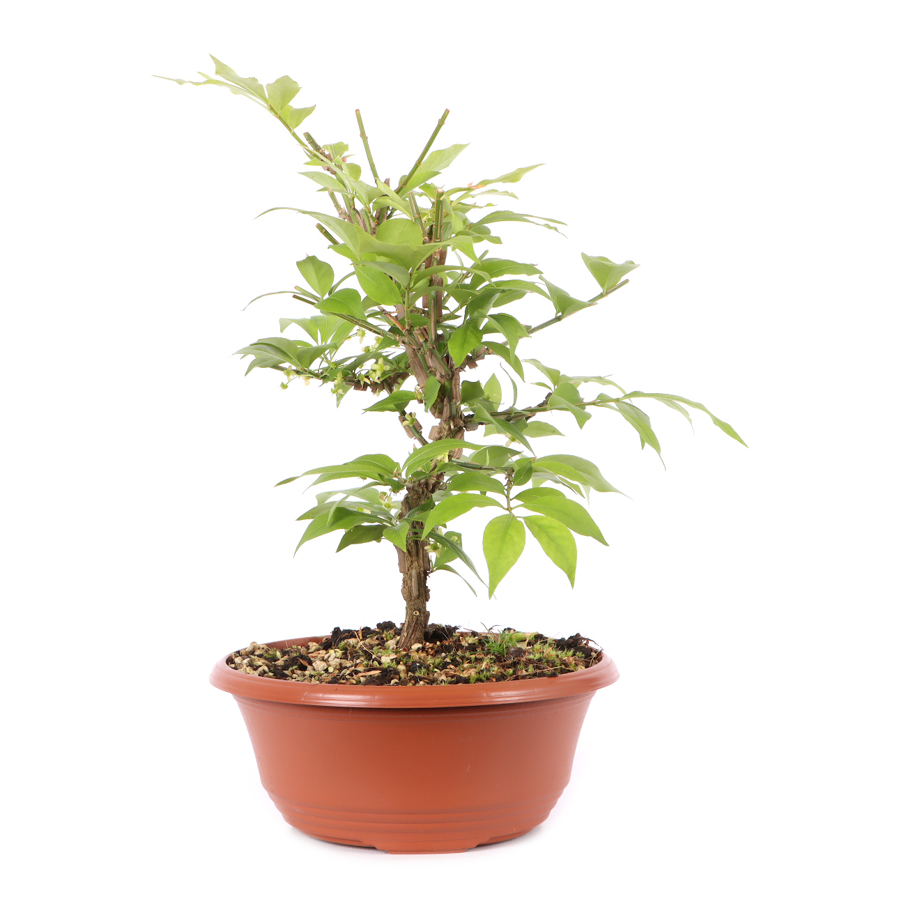 Euonymus alatus