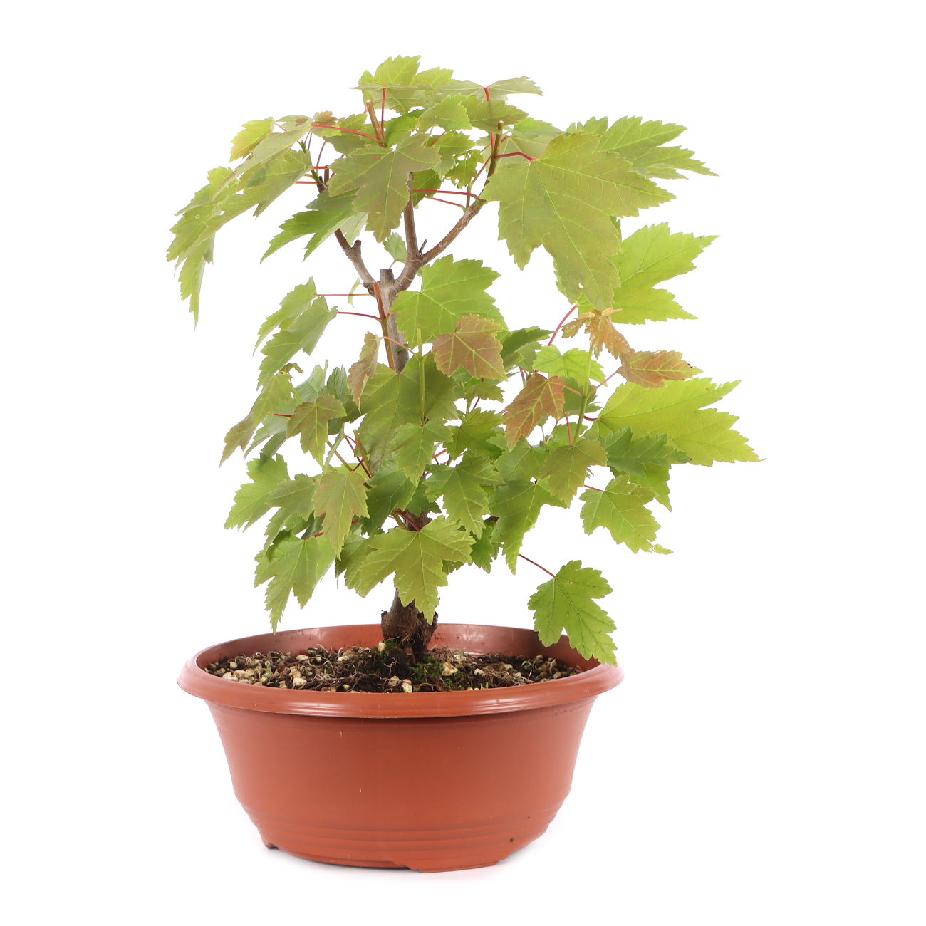 Acer rubrum 'October Glory'
