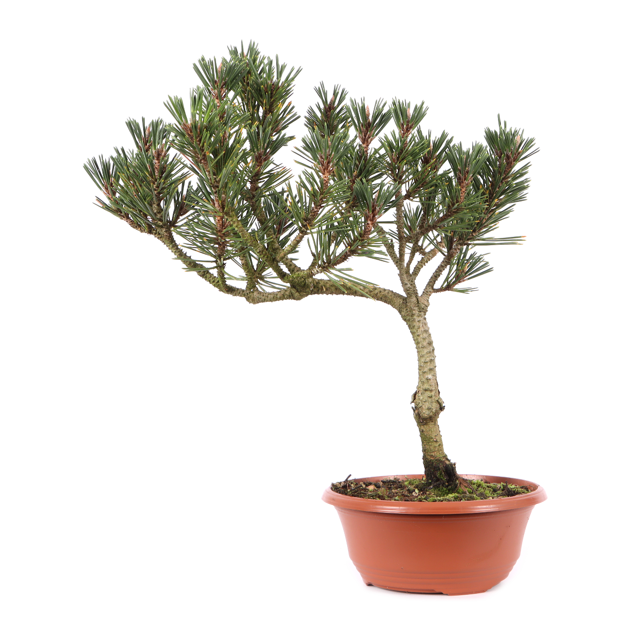 Pinus thunbergii 'Kotobuki'