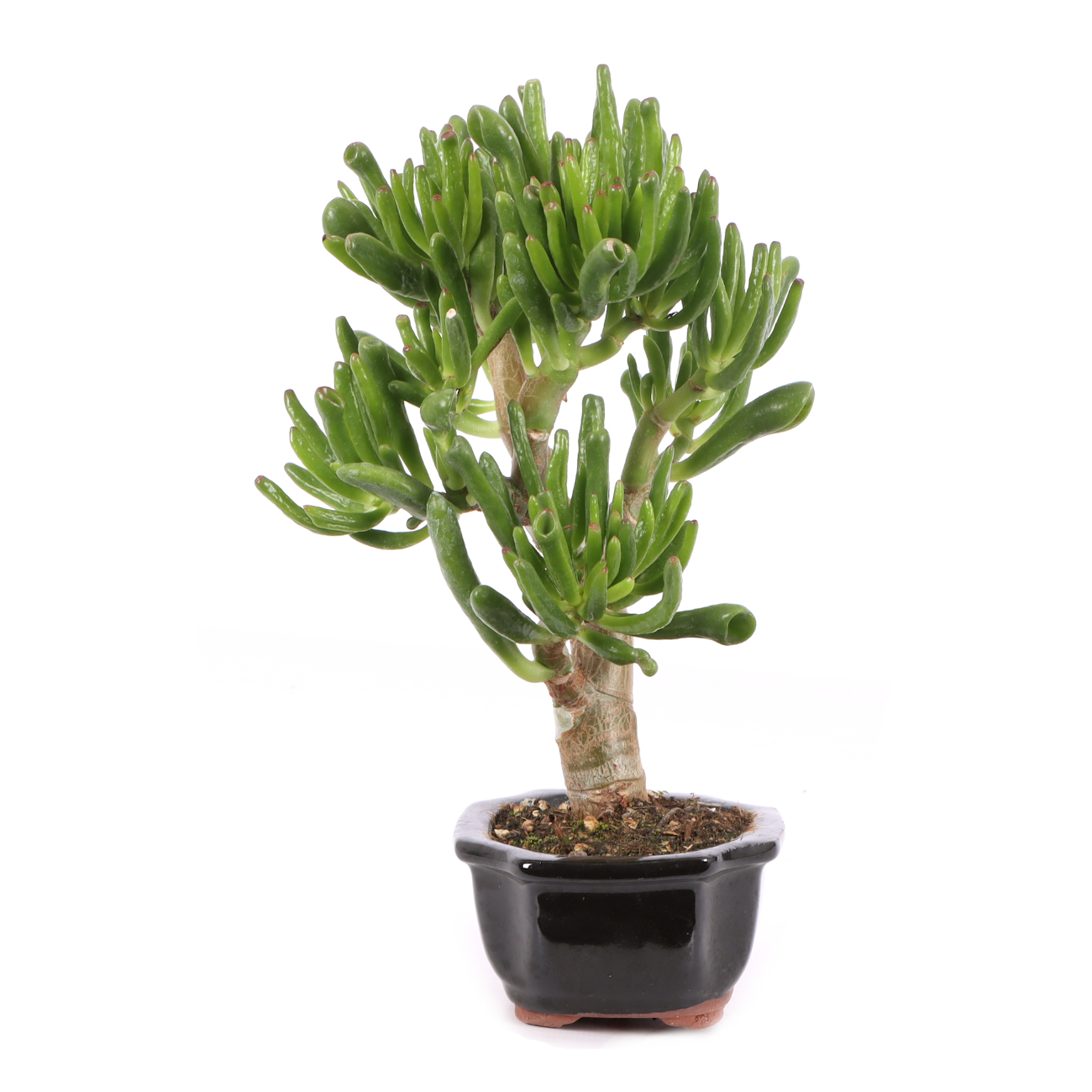 Crassula ovata 'Horn Tree'