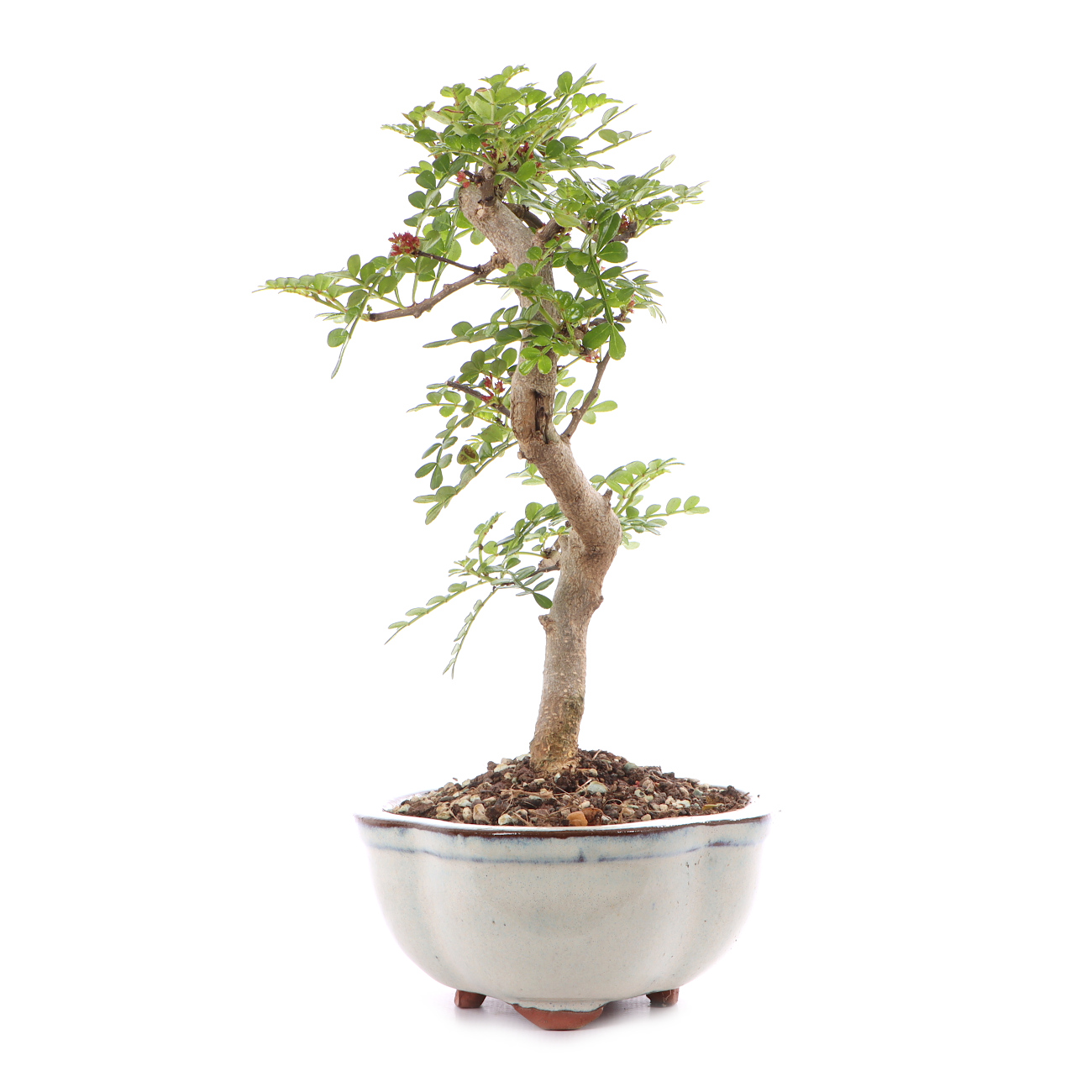 Zanthoxylum spec.