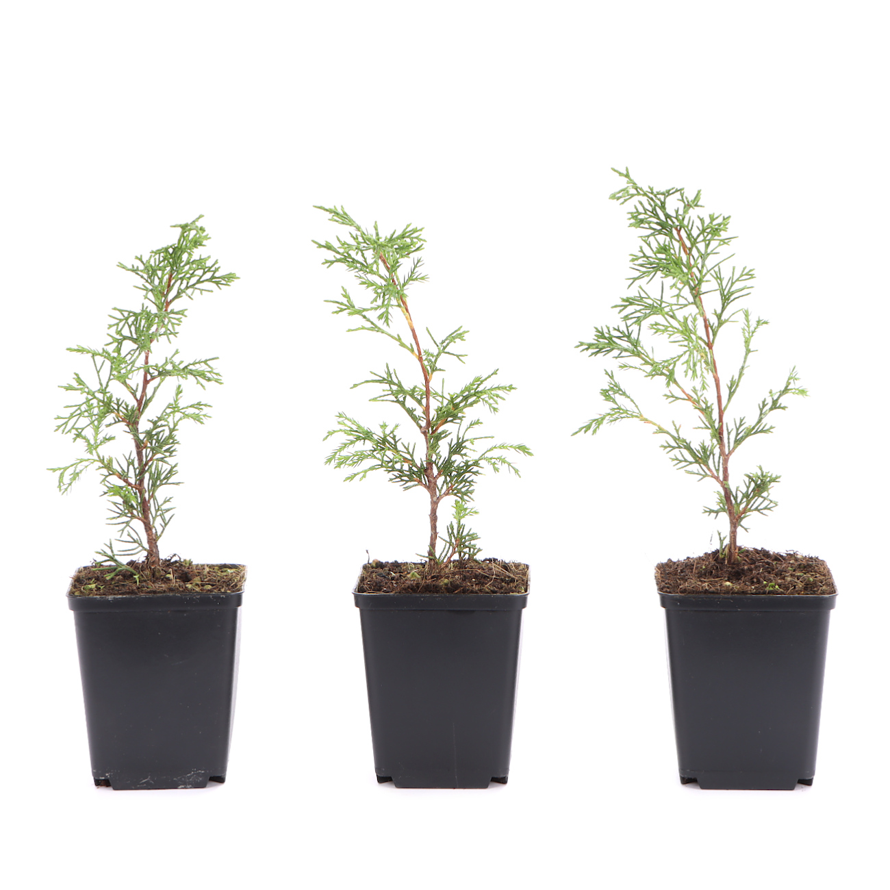 Juniperus chinensis 'Itoigawa'