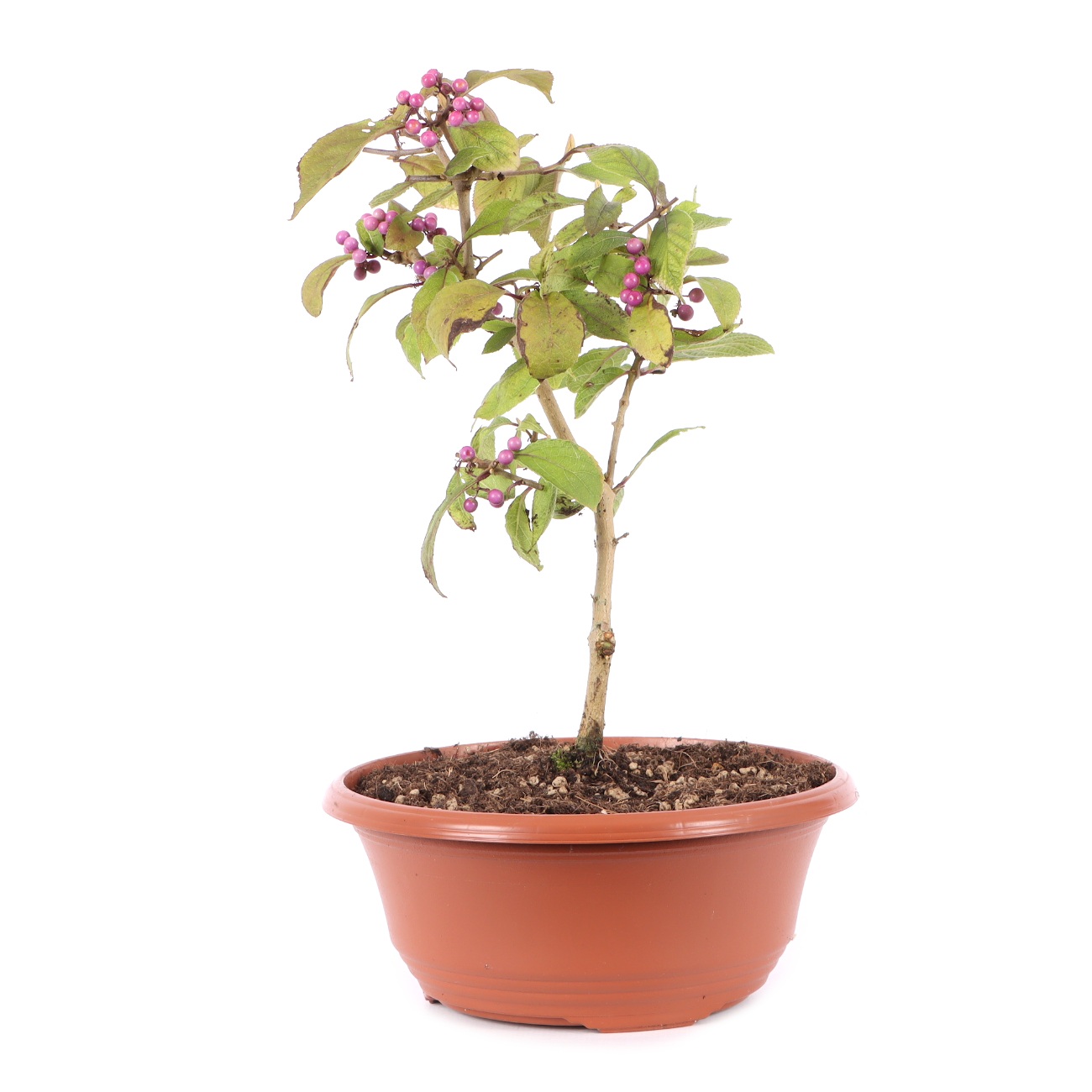 Callicarpa bodinieri 'Profusion'