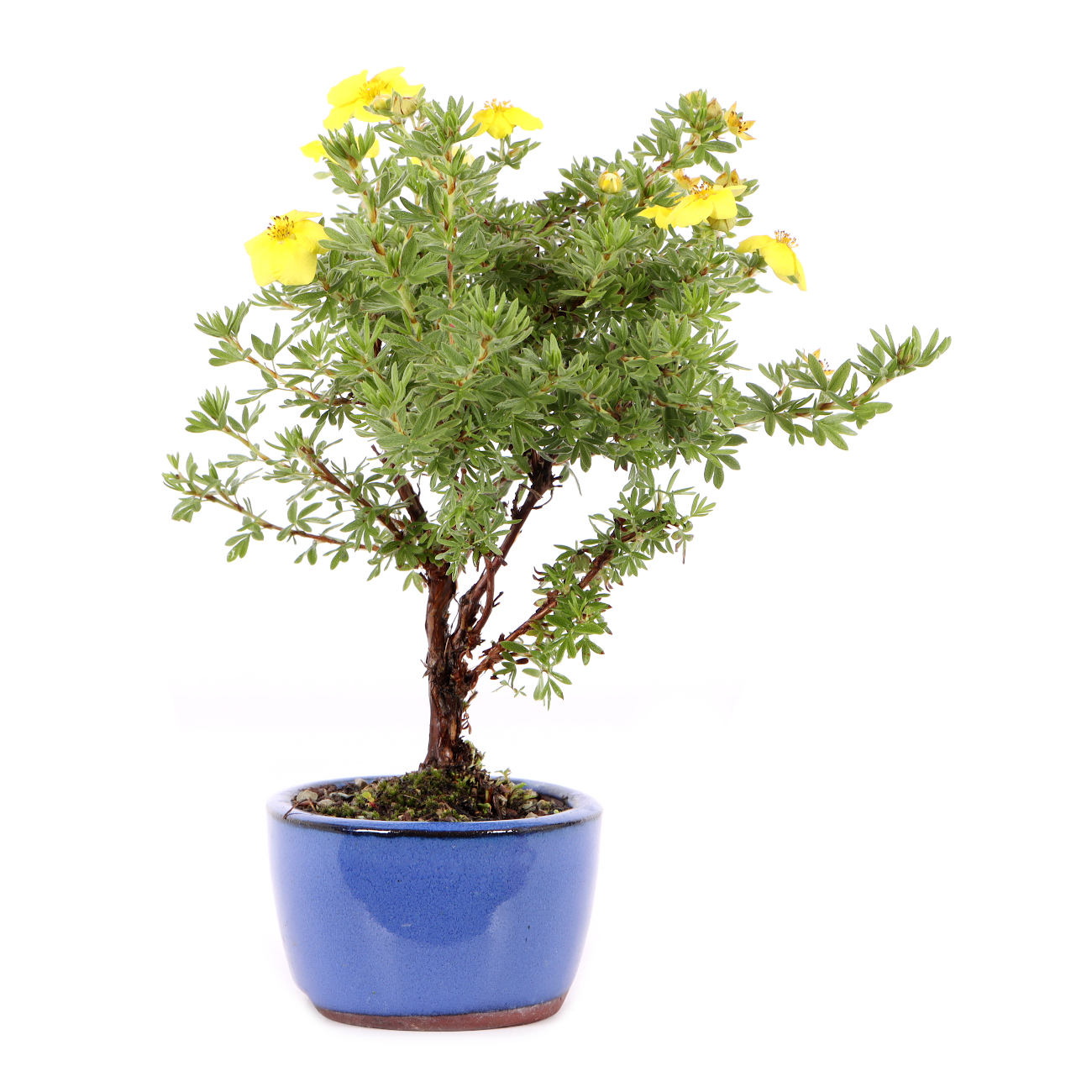 Potentilla fruticosa 'Kobold'
