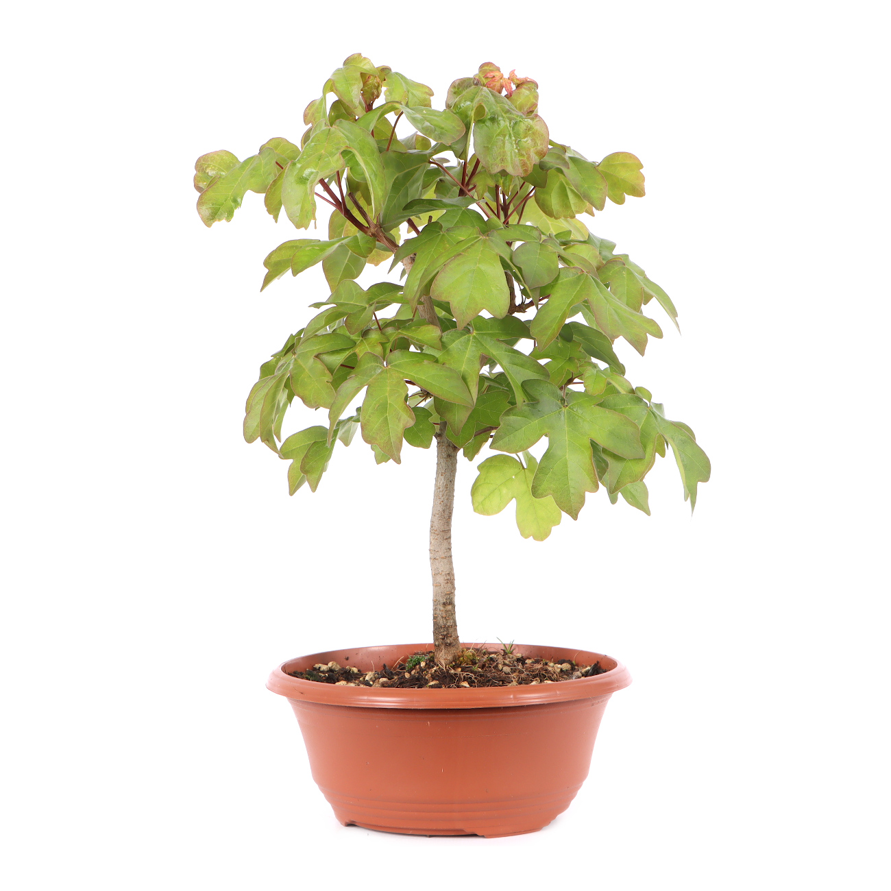 Acer campestre