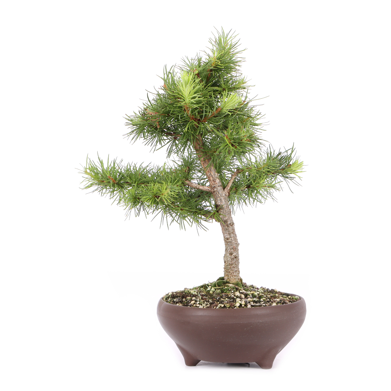 Larix kaempferi