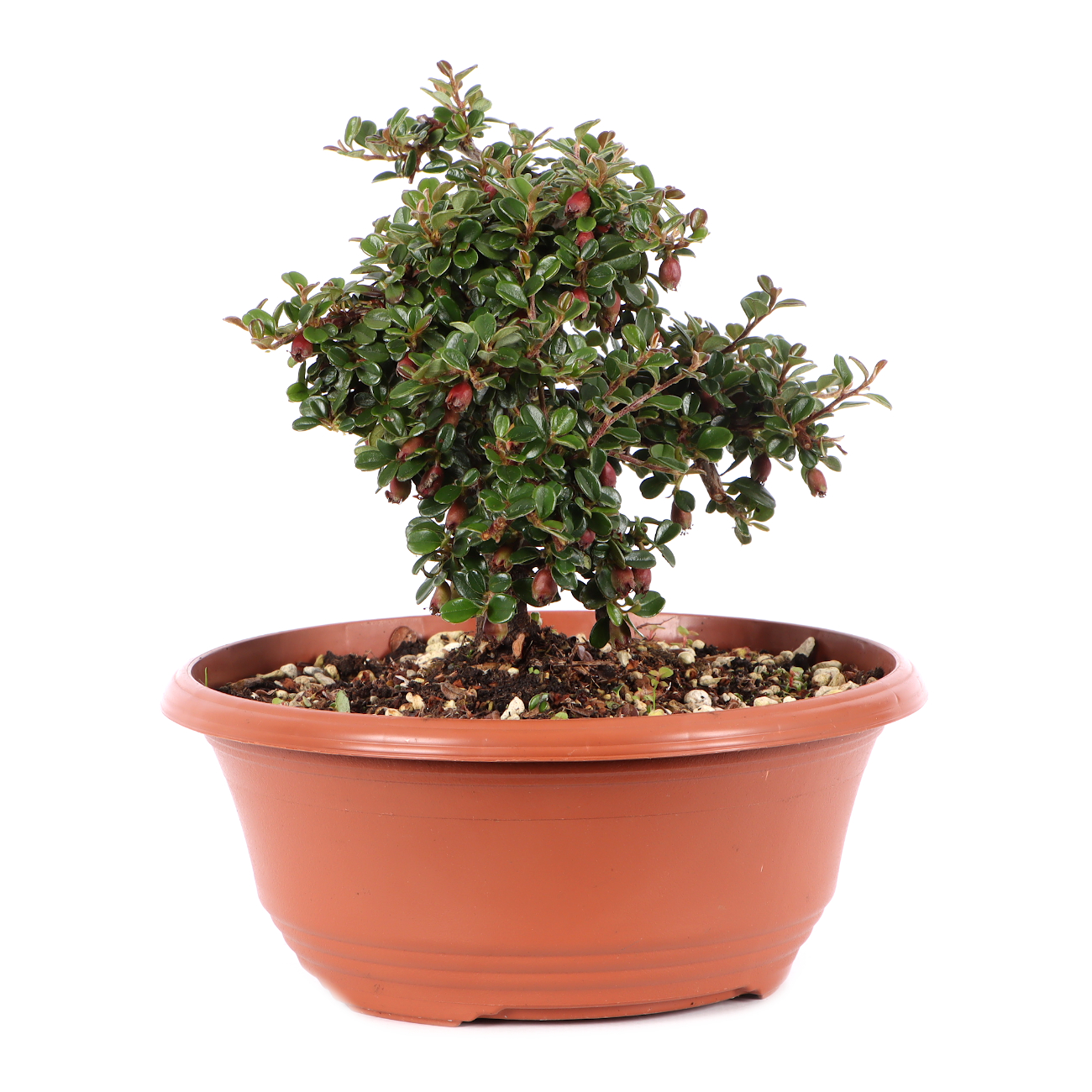 Cotoneaster microphyllus 'Cochleatus'
