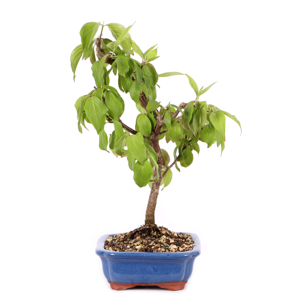 Cornus mas