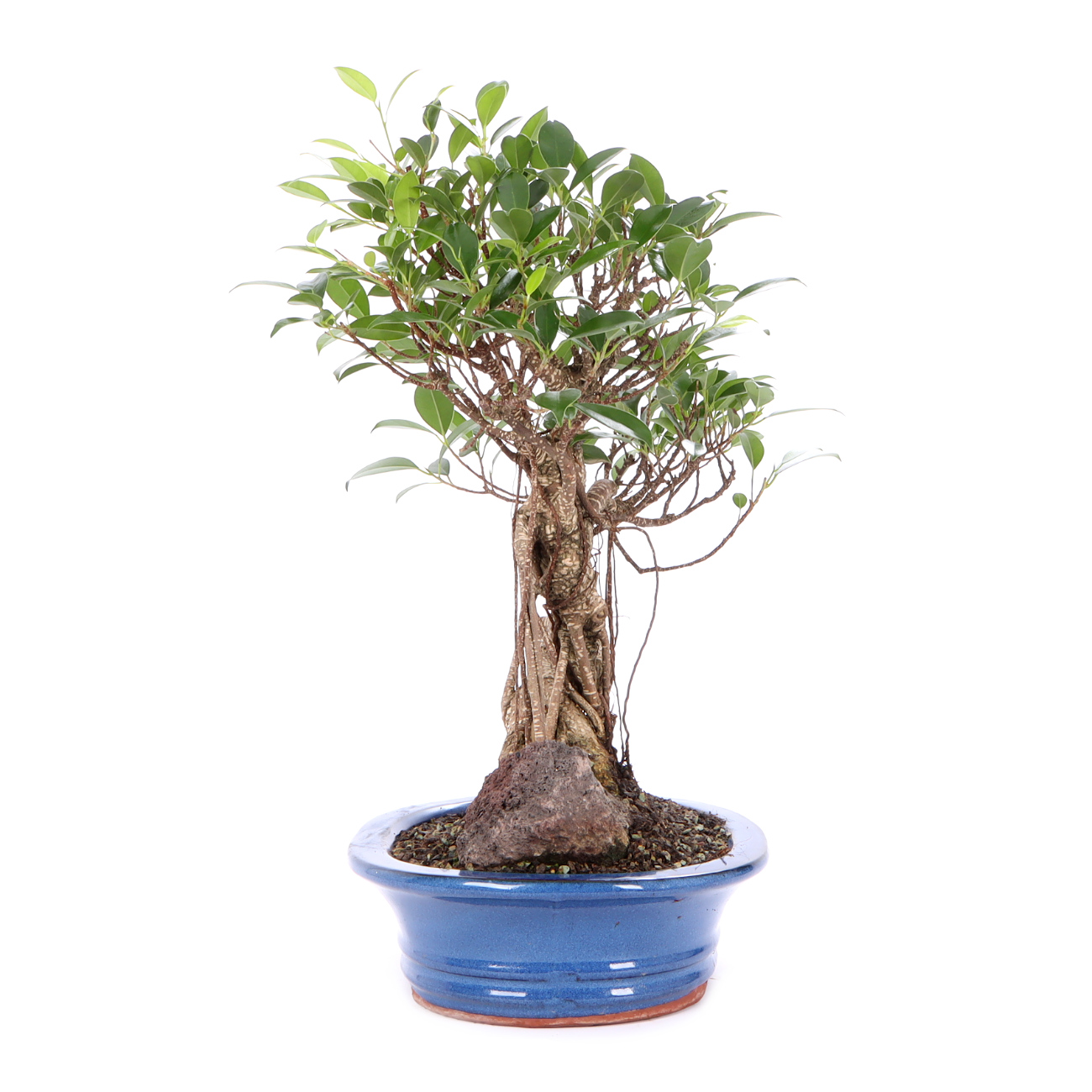 Seitenansicht rechts