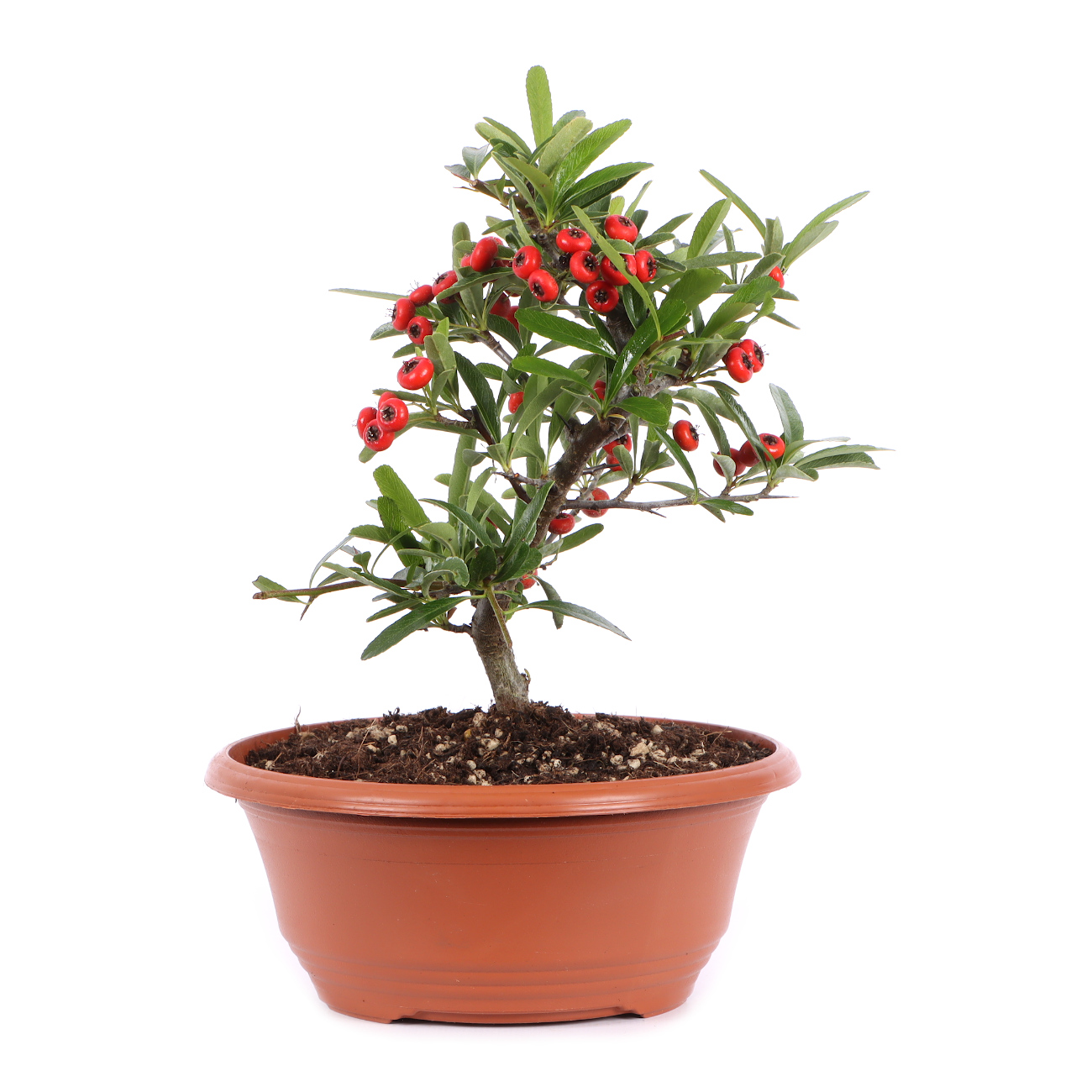 Pyracantha angustifolia