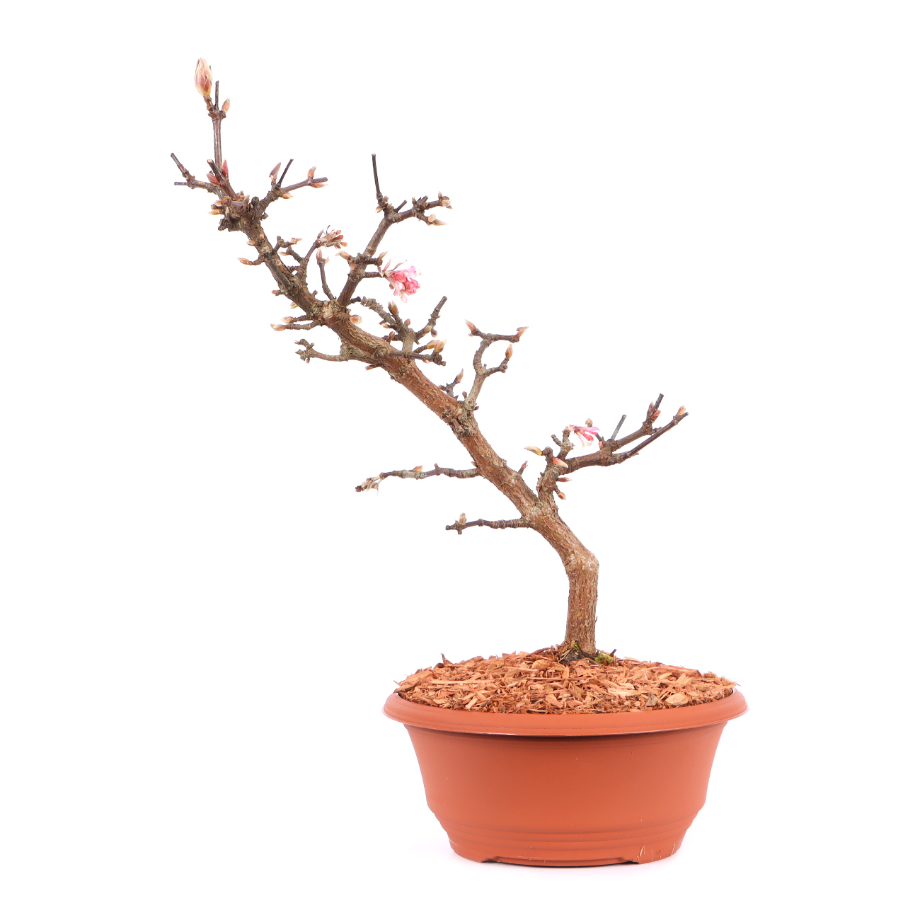 Viburnum x bodnantense 'Dawn'