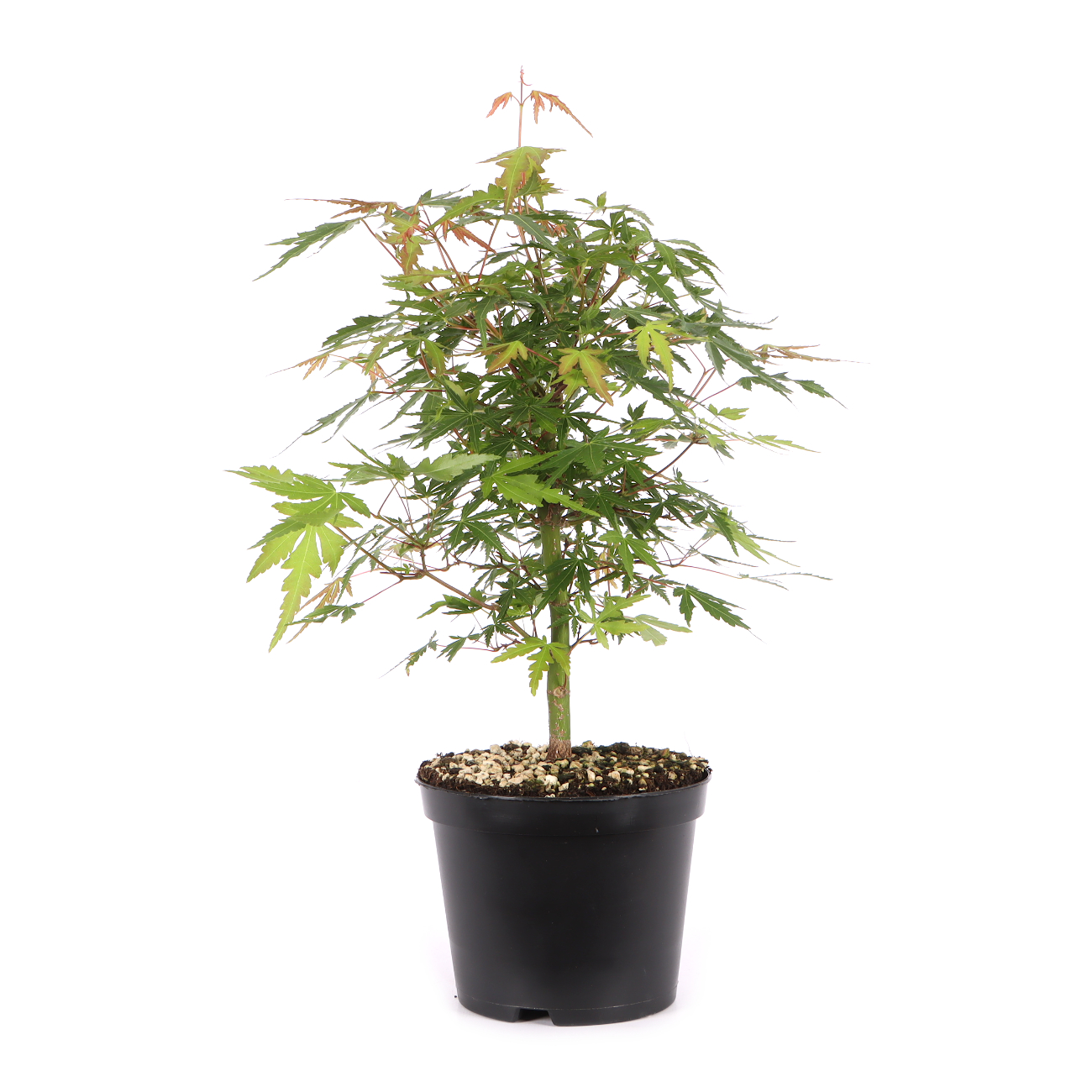 Acer palmatum