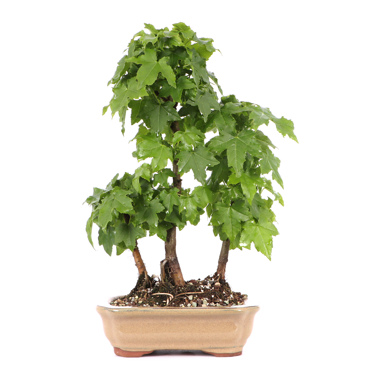 Liquidambar styraciflua 'Nana'