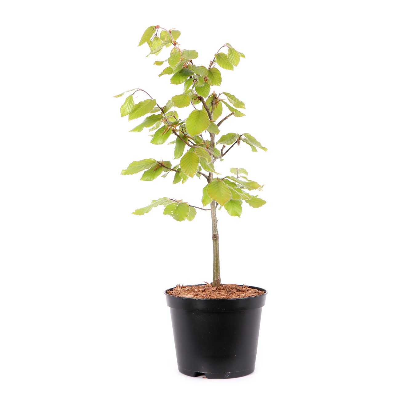 Fagus sylvatica