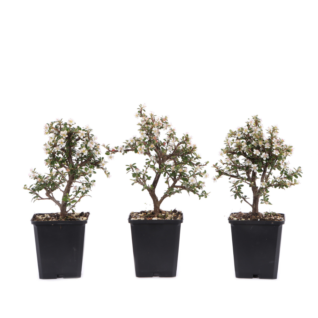 Cotoneaster dammeri 'Skogholm'