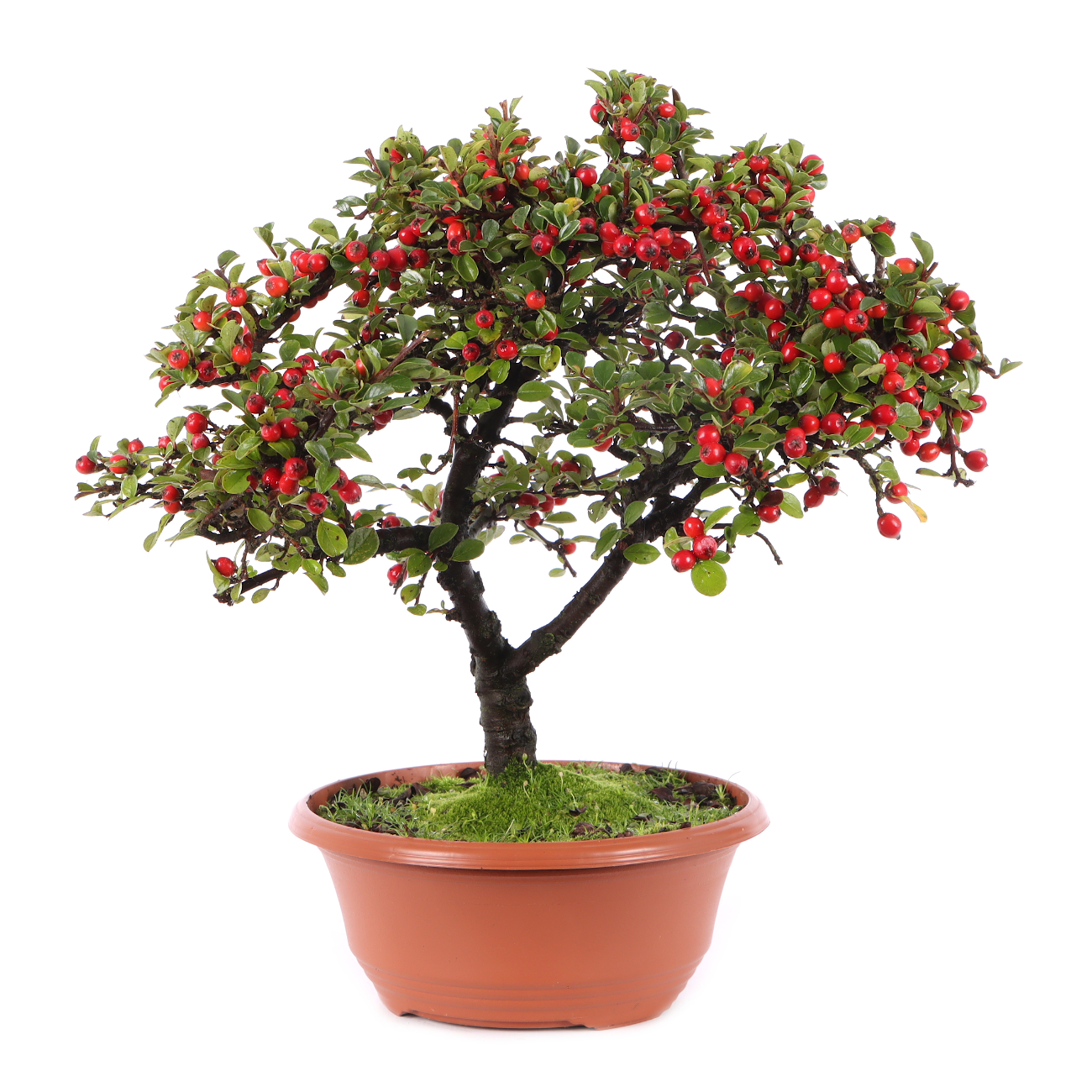 Cotoneaster praecox