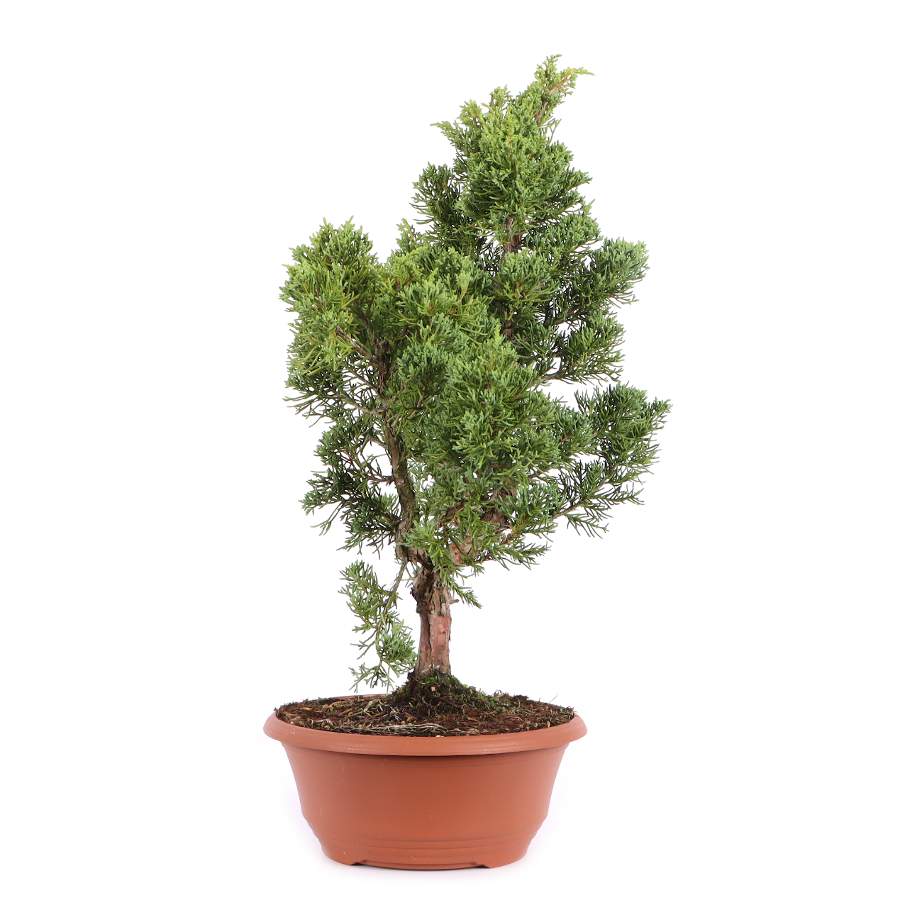 Juniperus chinensis