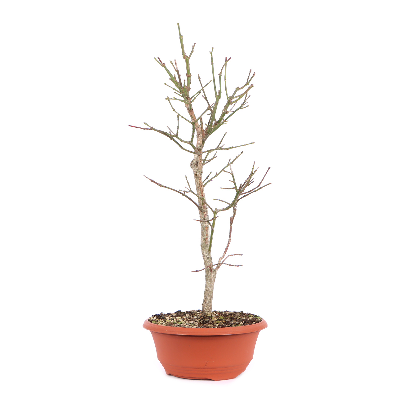 Seitenansicht rechts